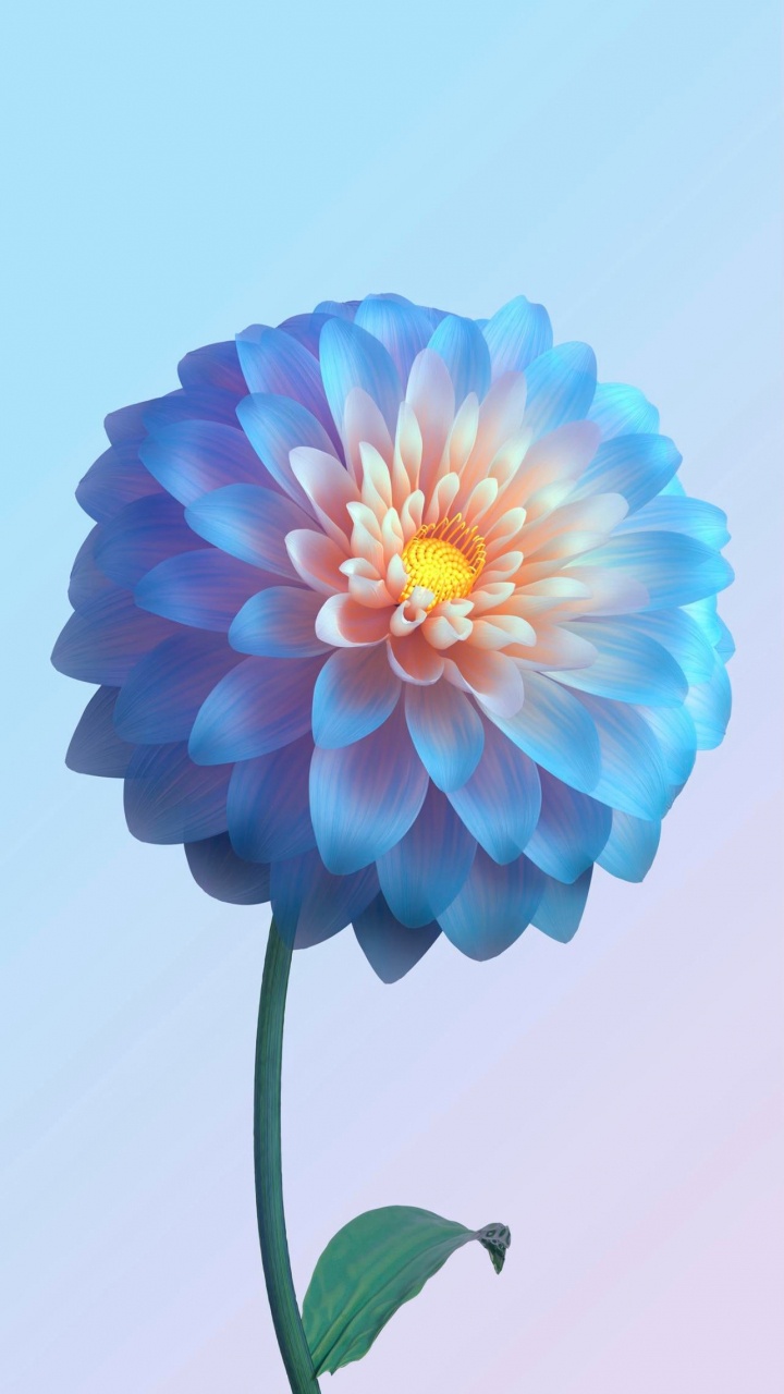 Am Leben, Vivo, Äpfeln, Blütenblatt, Dahlia. Wallpaper in 720x1280 Resolution