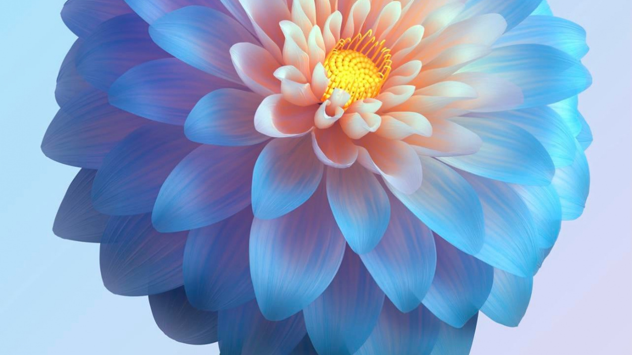 Vivant, Vivo, Apple, Pétale, Dahlia. Wallpaper in 1280x720 Resolution