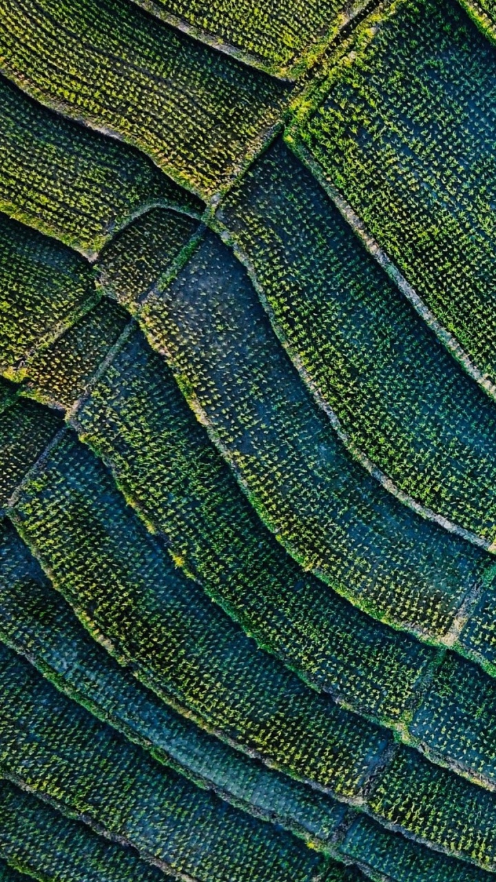 Blatt, Azure, Aqua, Farbtöne Und Schattierungen, Muster. Wallpaper in 720x1280 Resolution