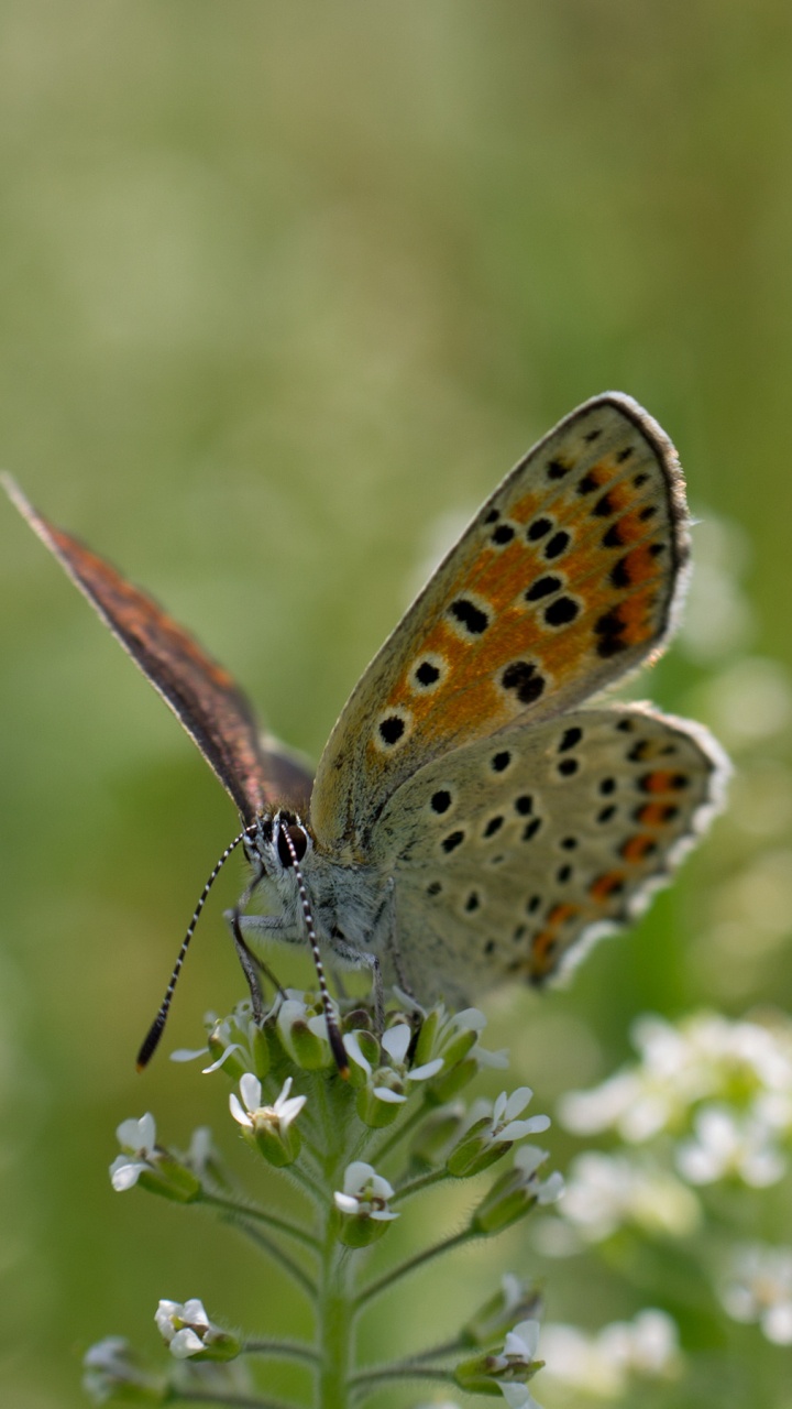 Brown and White Butterfly Perched on White Flower During Daytime. Wallpaper in 720x1280 Resolution