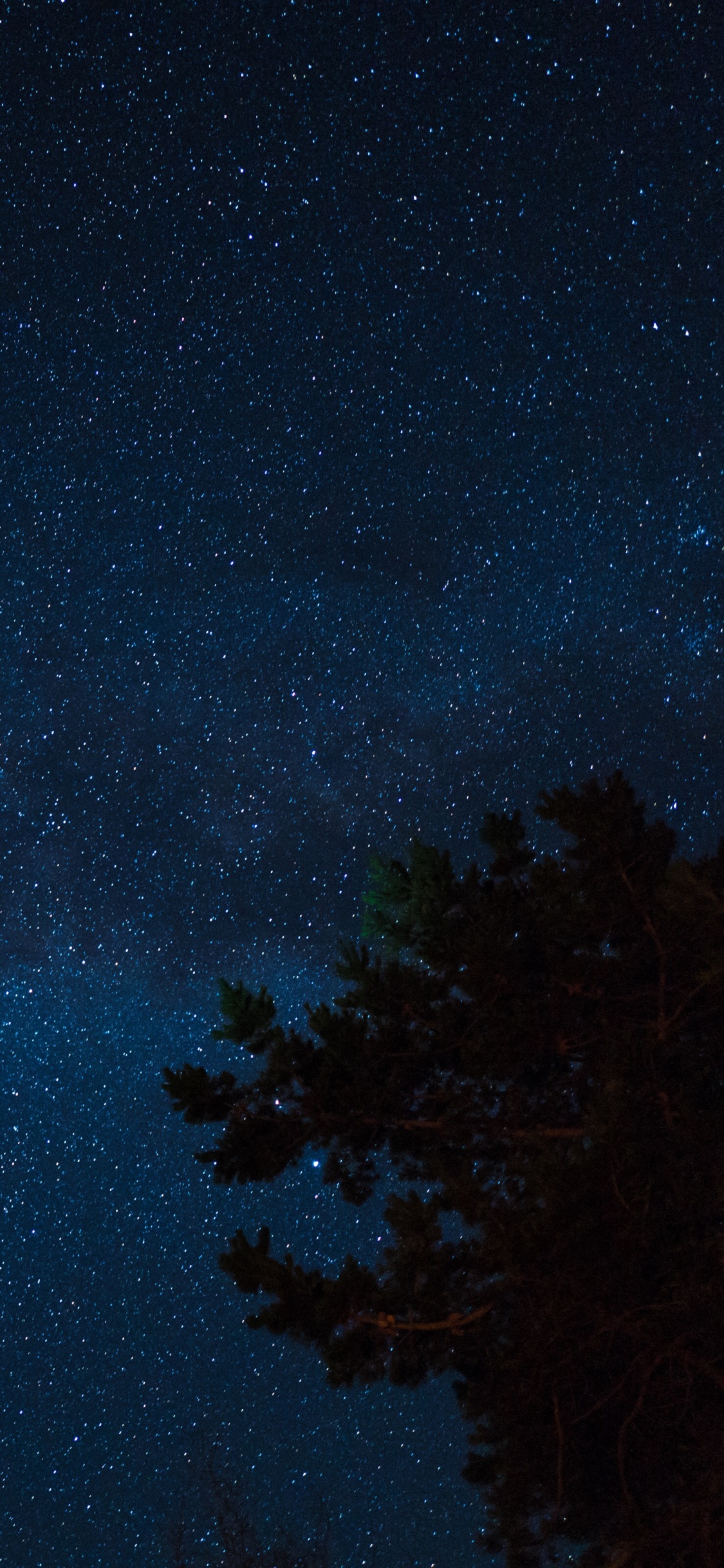 Grüne Bäume Unter Blauem Himmel Während Der Nacht Night. Wallpaper in 1125x2436 Resolution