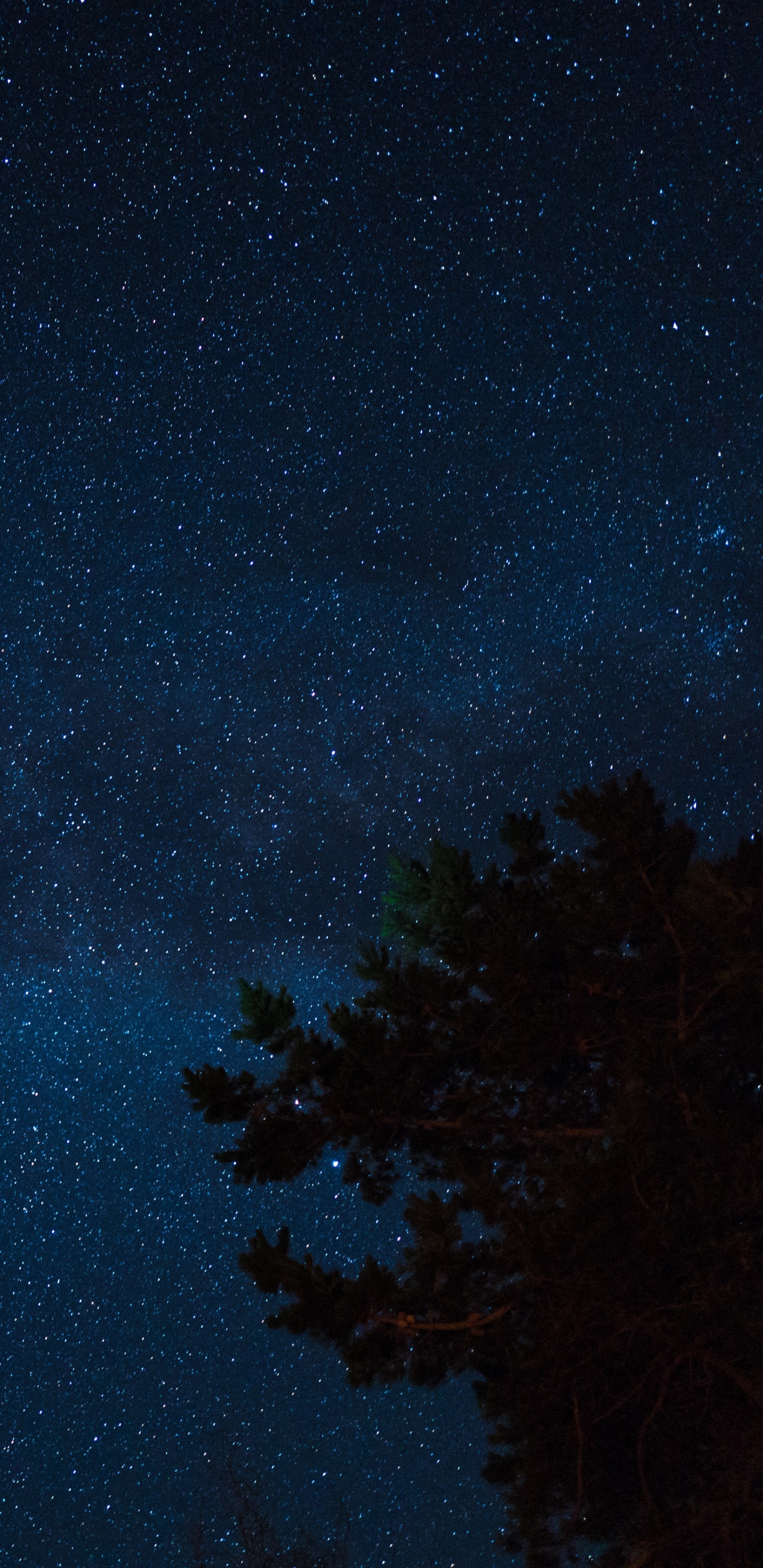 Grüne Bäume Unter Blauem Himmel Während Der Nacht Night. Wallpaper in 1440x2960 Resolution