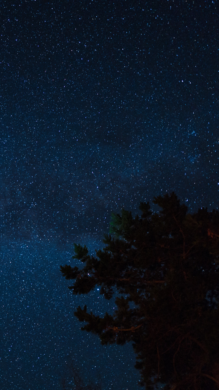 Green Trees Under Blue Sky During Night Time. Wallpaper in 750x1334 Resolution
