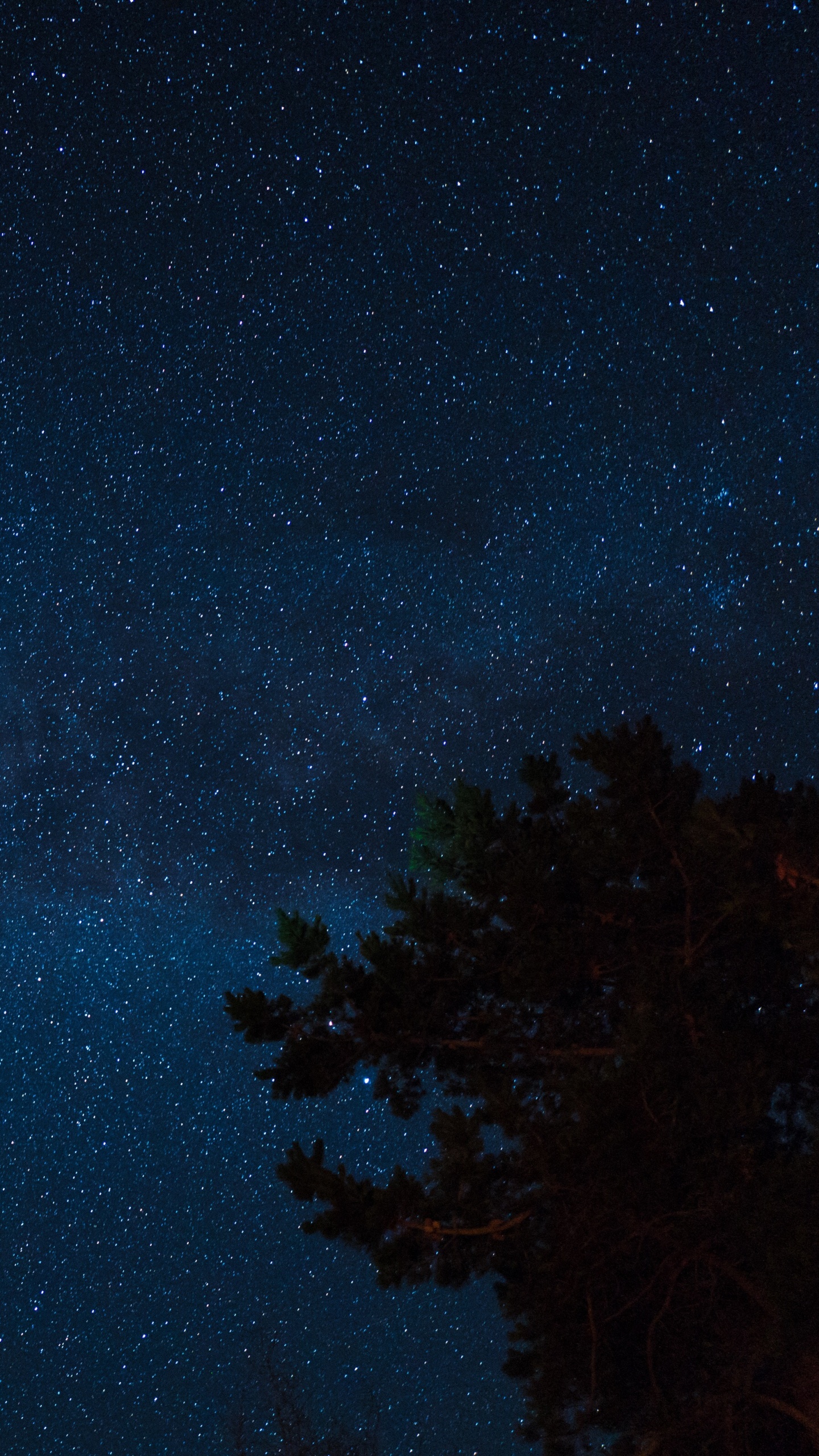 Arbres Verts Sous Ciel Bleu Pendant la Nuit. Wallpaper in 1440x2560 Resolution