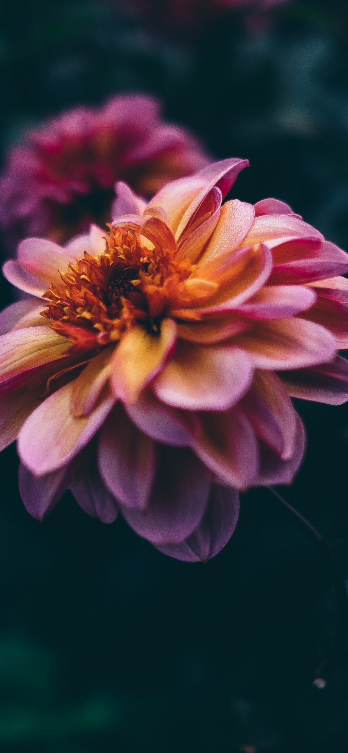 Pink and Yellow Flower in Tilt Shift Lens. Wallpaper in 1125x2436 Resolution