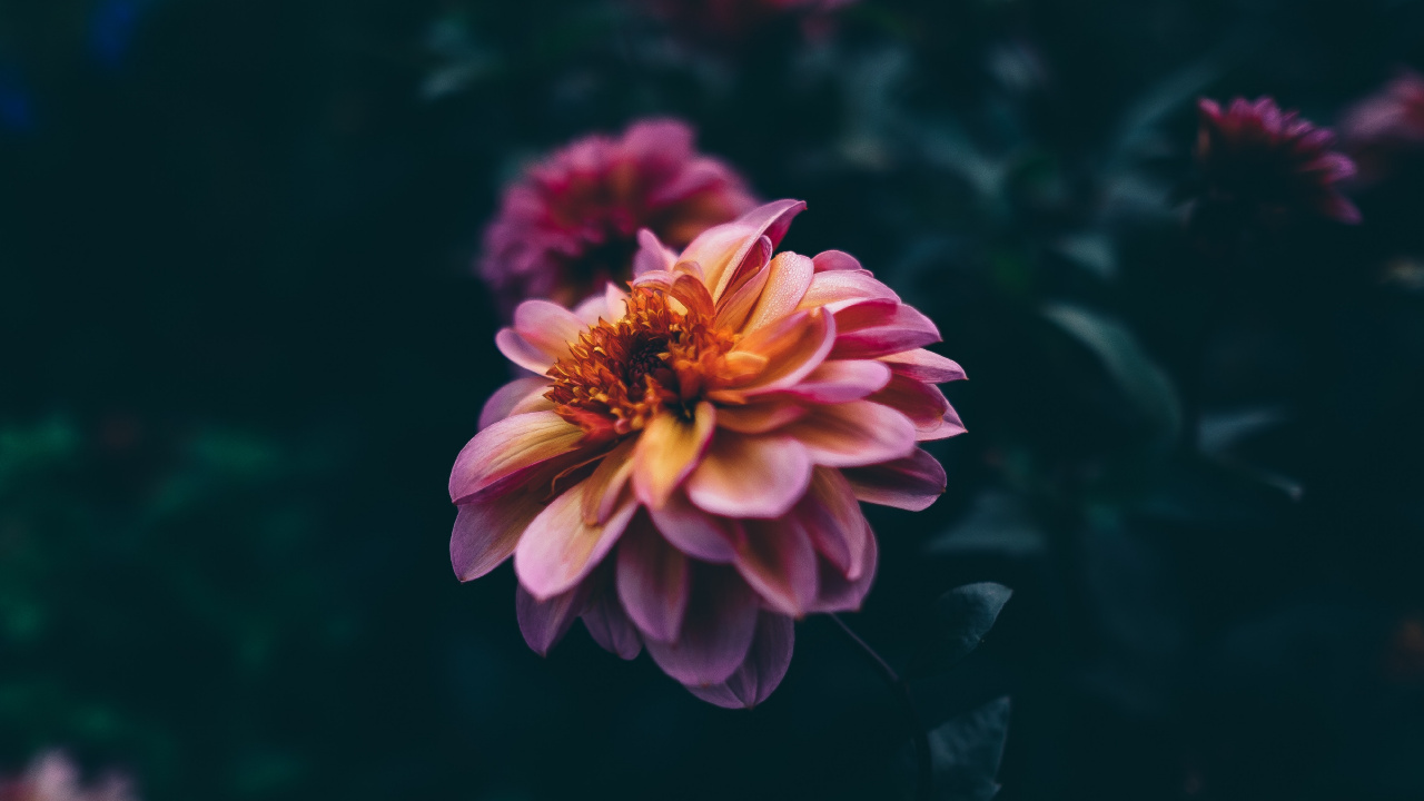 Pink and Yellow Flower in Tilt Shift Lens. Wallpaper in 1280x720 Resolution