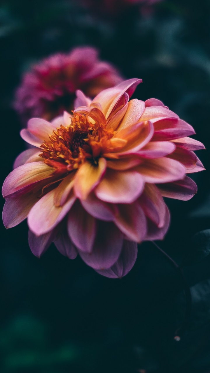 Pink and Yellow Flower in Tilt Shift Lens. Wallpaper in 720x1280 Resolution