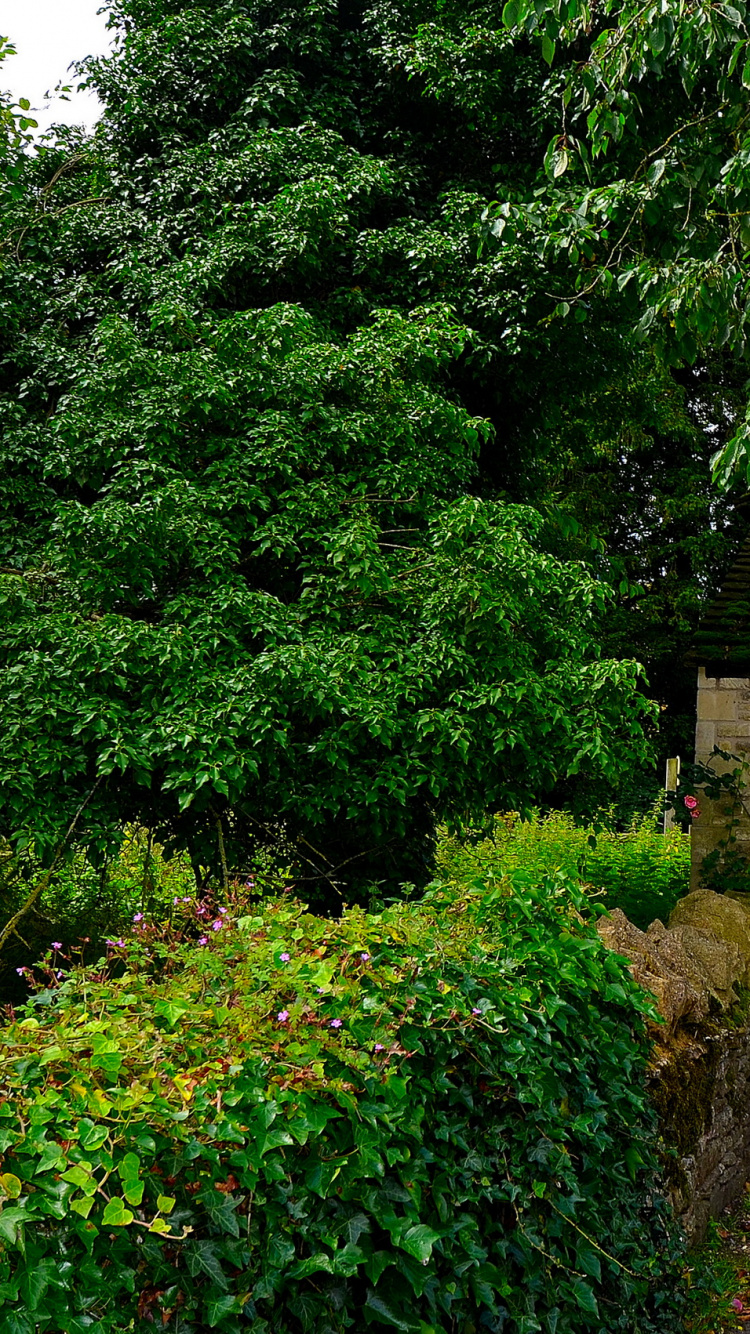 Árboles Verdes Junto a la Casa de Hormigón Marrón Durante el Día. Wallpaper in 750x1334 Resolution