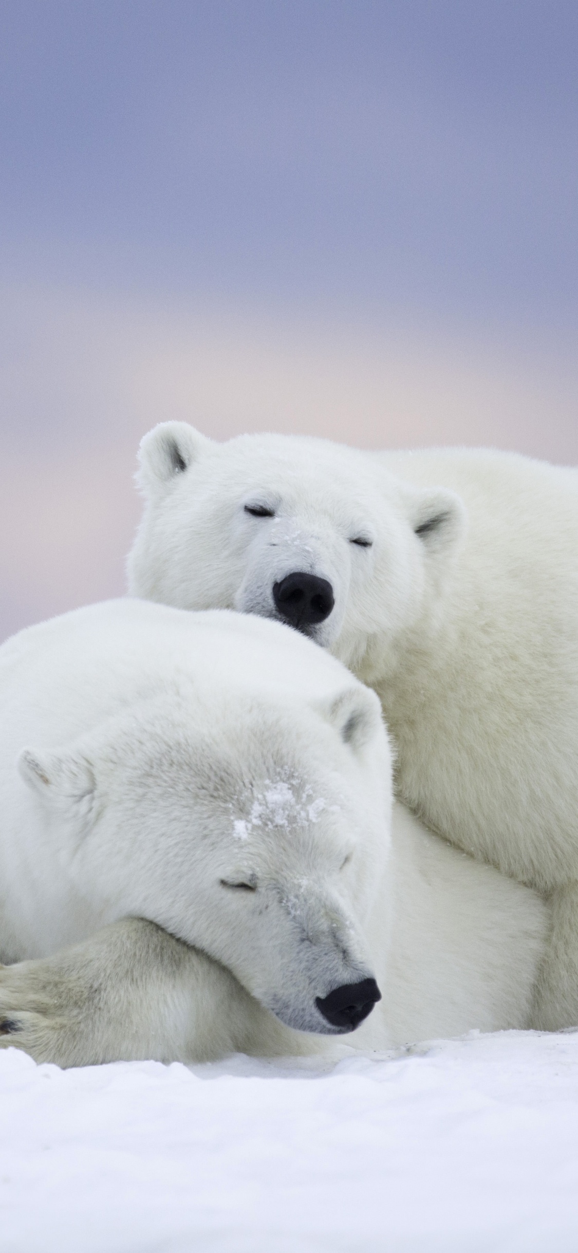 Weißer Eisbär Auf Schneebedecktem Boden Tagsüber. Wallpaper in 1125x2436 Resolution