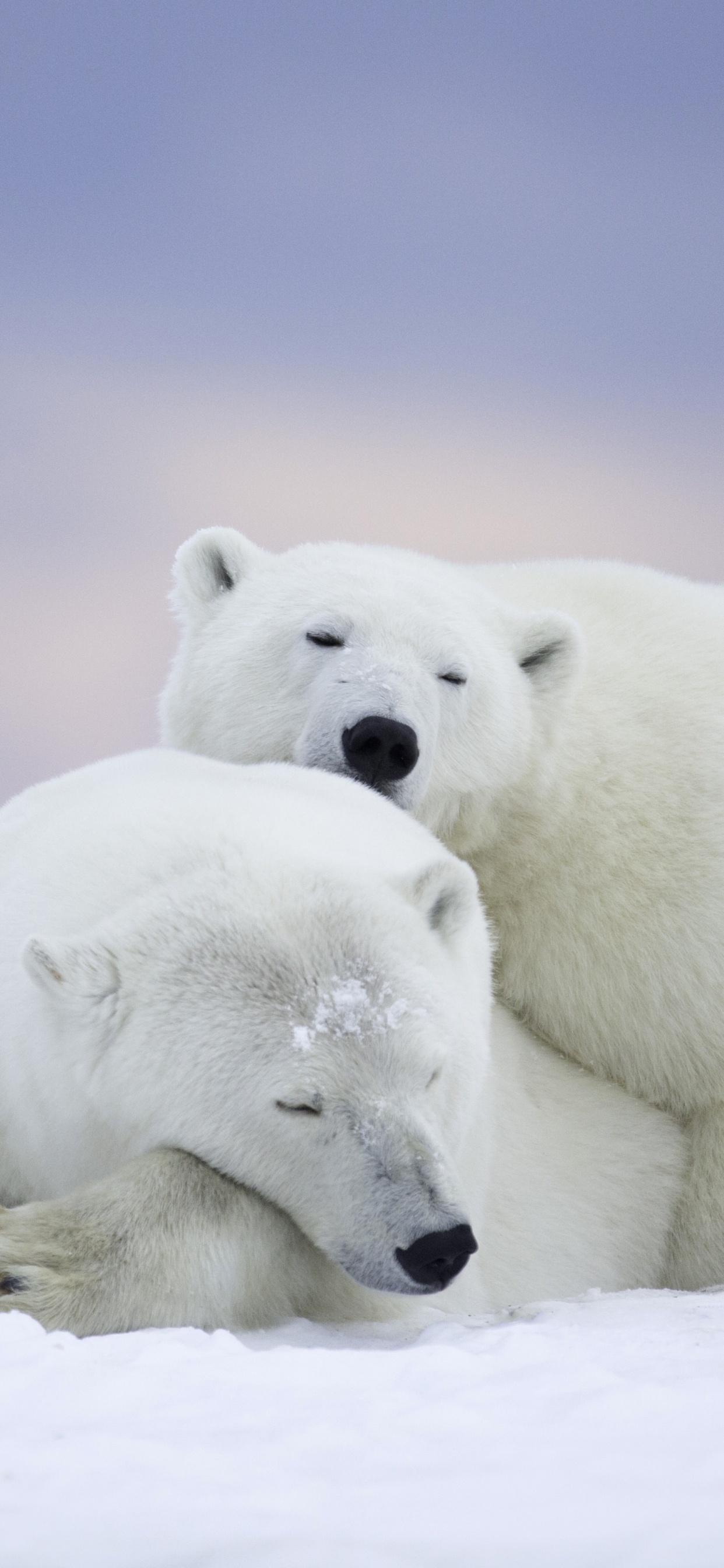 Oso Polar Blanco Sobre Suelo Cubierto de Nieve Durante el Día. Wallpaper in 1242x2688 Resolution
