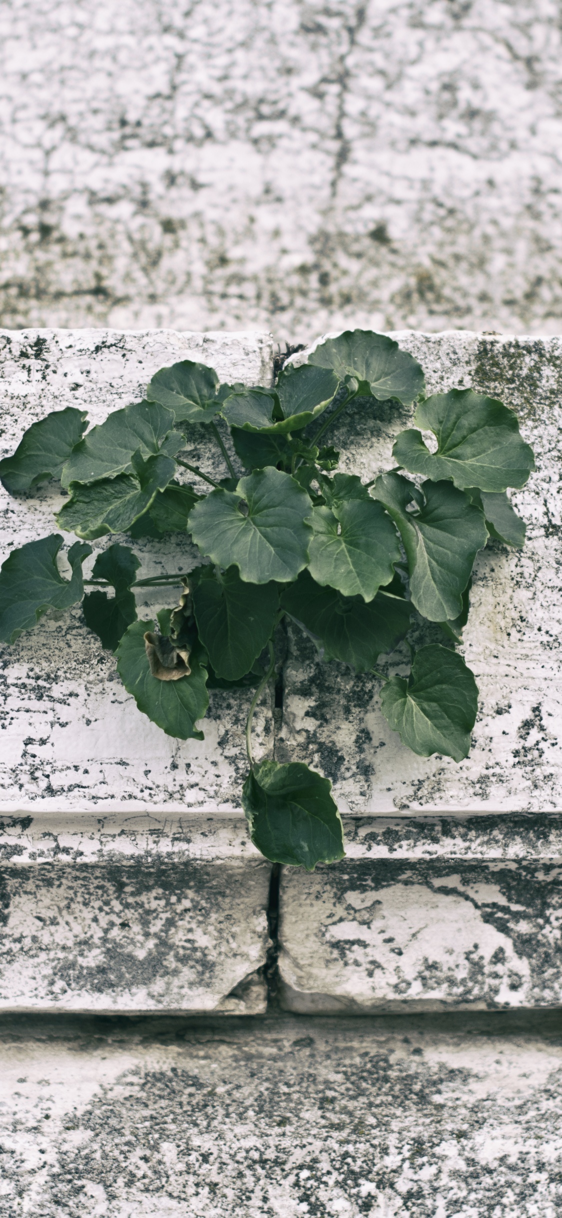 Planta Verde Sobre Muro de Hormigón Blanco. Wallpaper in 1125x2436 Resolution