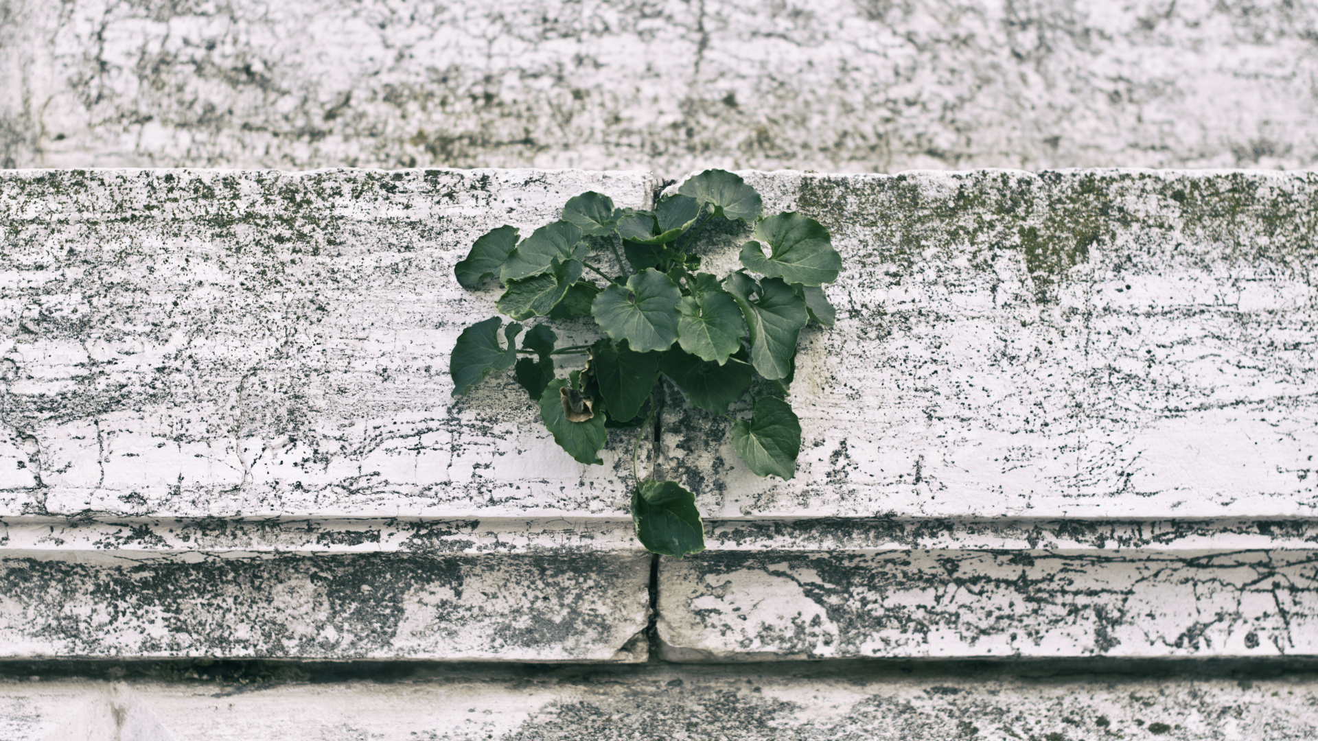 Planta Verde Sobre Muro de Hormigón Blanco. Wallpaper in 1920x1080 Resolution