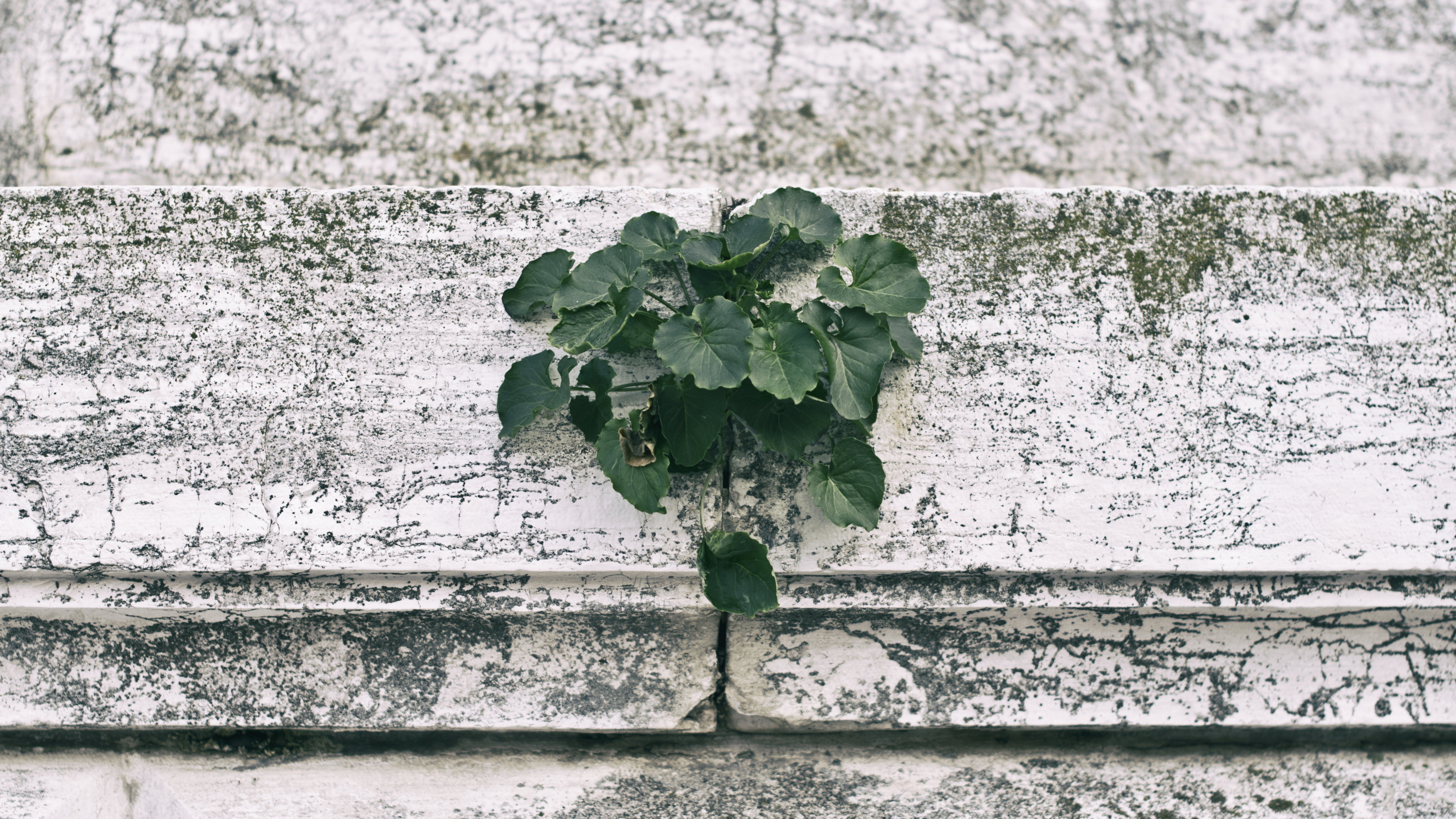 Planta Verde Sobre Muro de Hormigón Blanco. Wallpaper in 3840x2160 Resolution