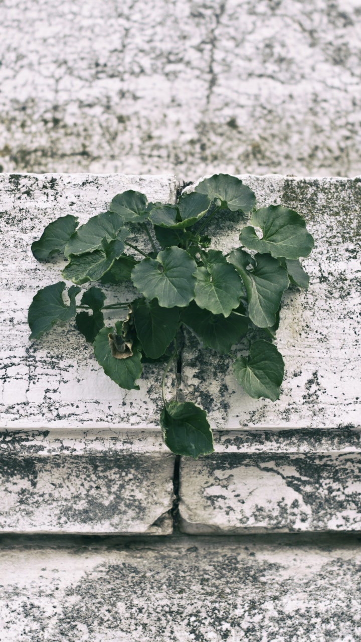 Planta Verde Sobre Muro de Hormigón Blanco. Wallpaper in 720x1280 Resolution