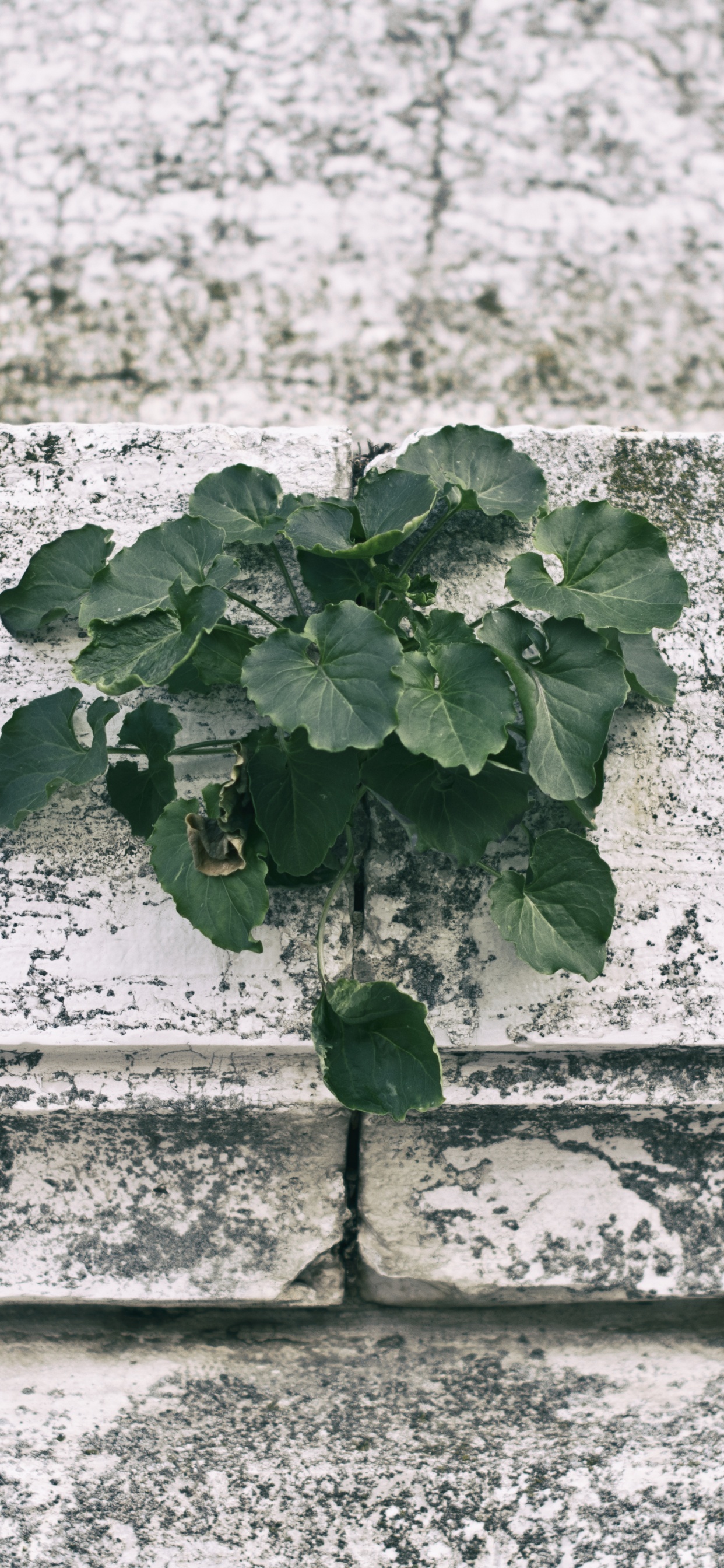 Green Plant on White Concrete Wall. Wallpaper in 1242x2688 Resolution