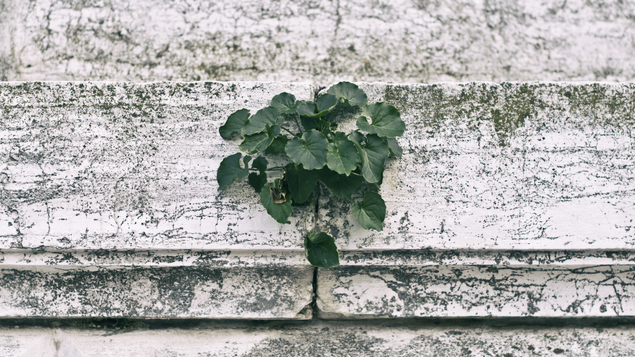 Green Plant on White Concrete Wall. Wallpaper in 1280x720 Resolution