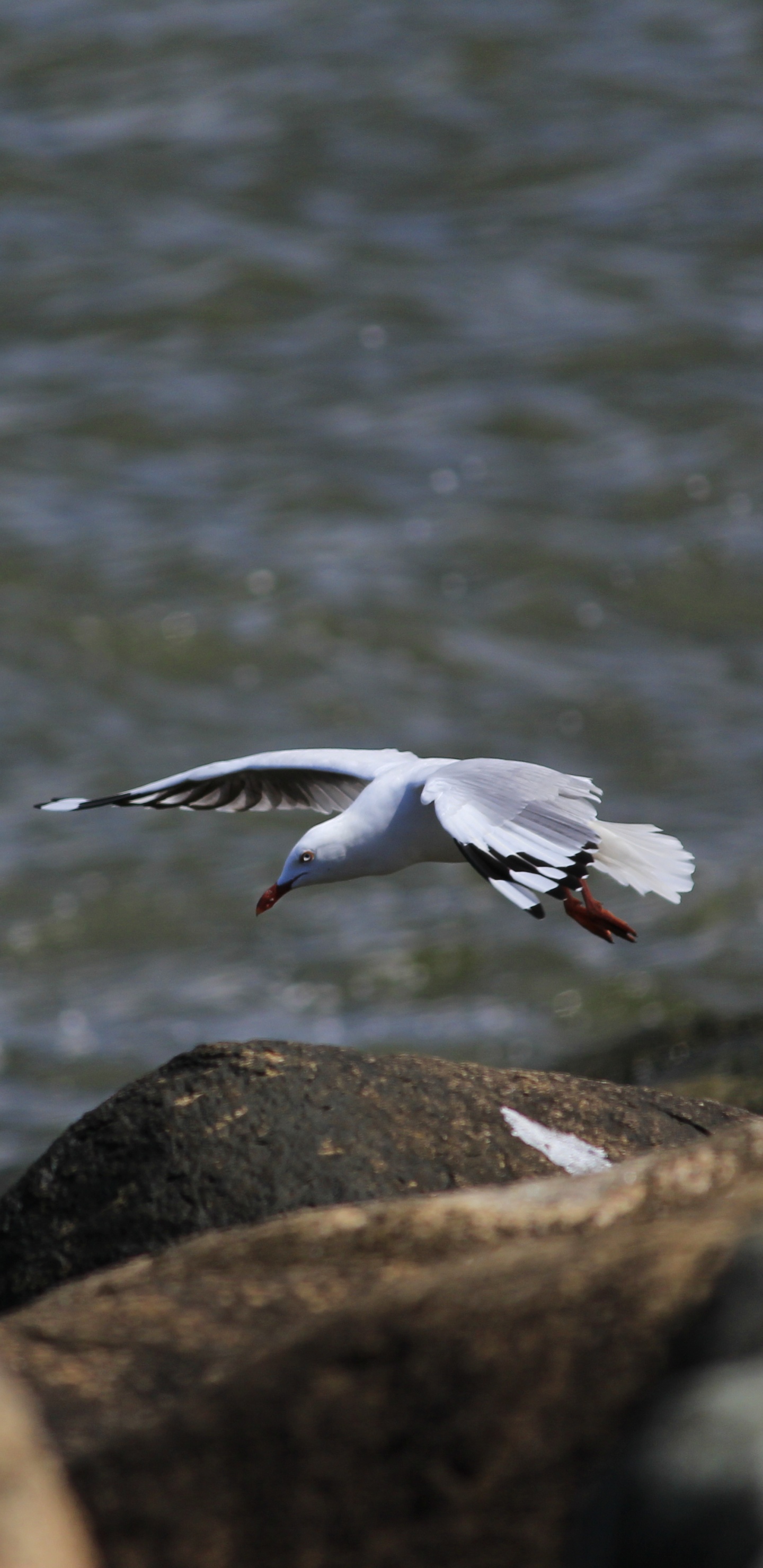 Pájaro Blanco Volando Sobre el Agua Durante el Día. Wallpaper in 1440x2960 Resolution
