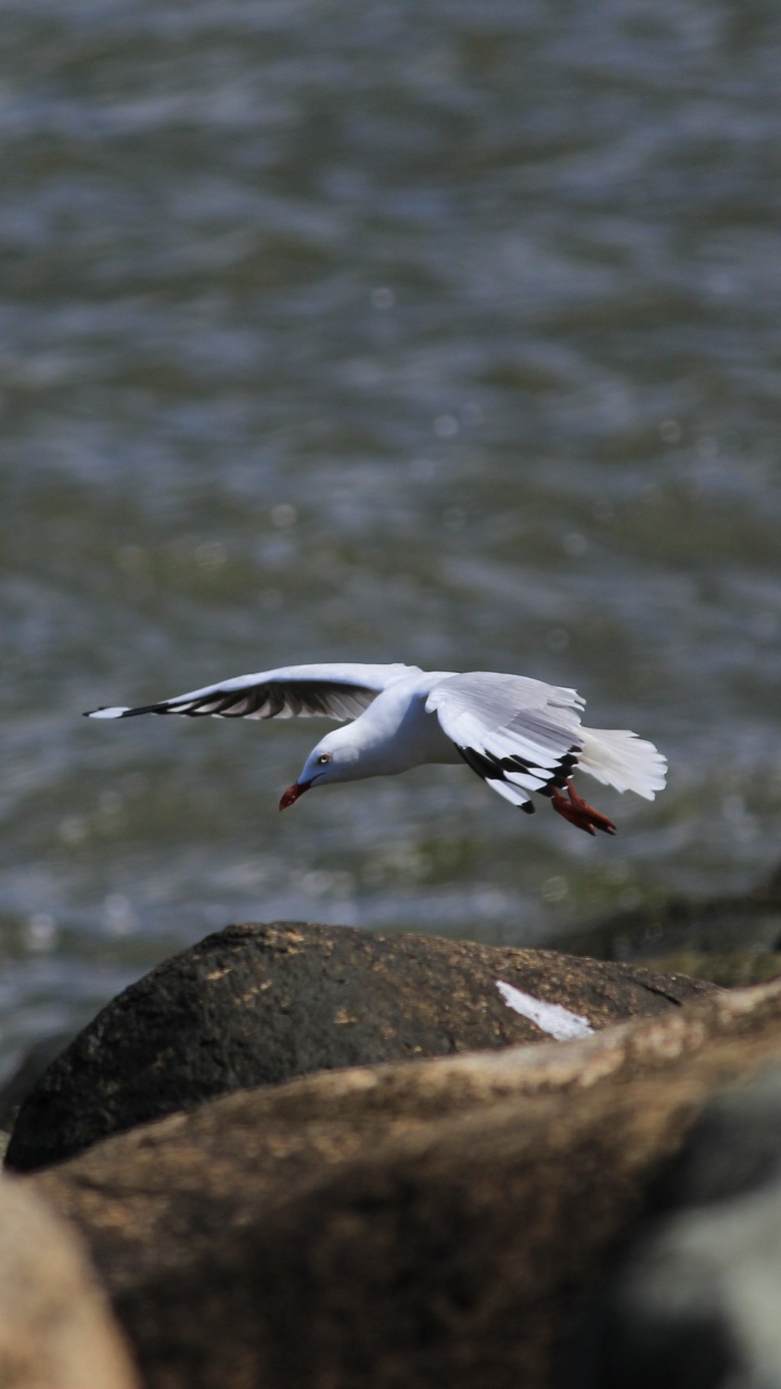 Pájaro Blanco Volando Sobre el Agua Durante el Día. Wallpaper in 720x1280 Resolution
