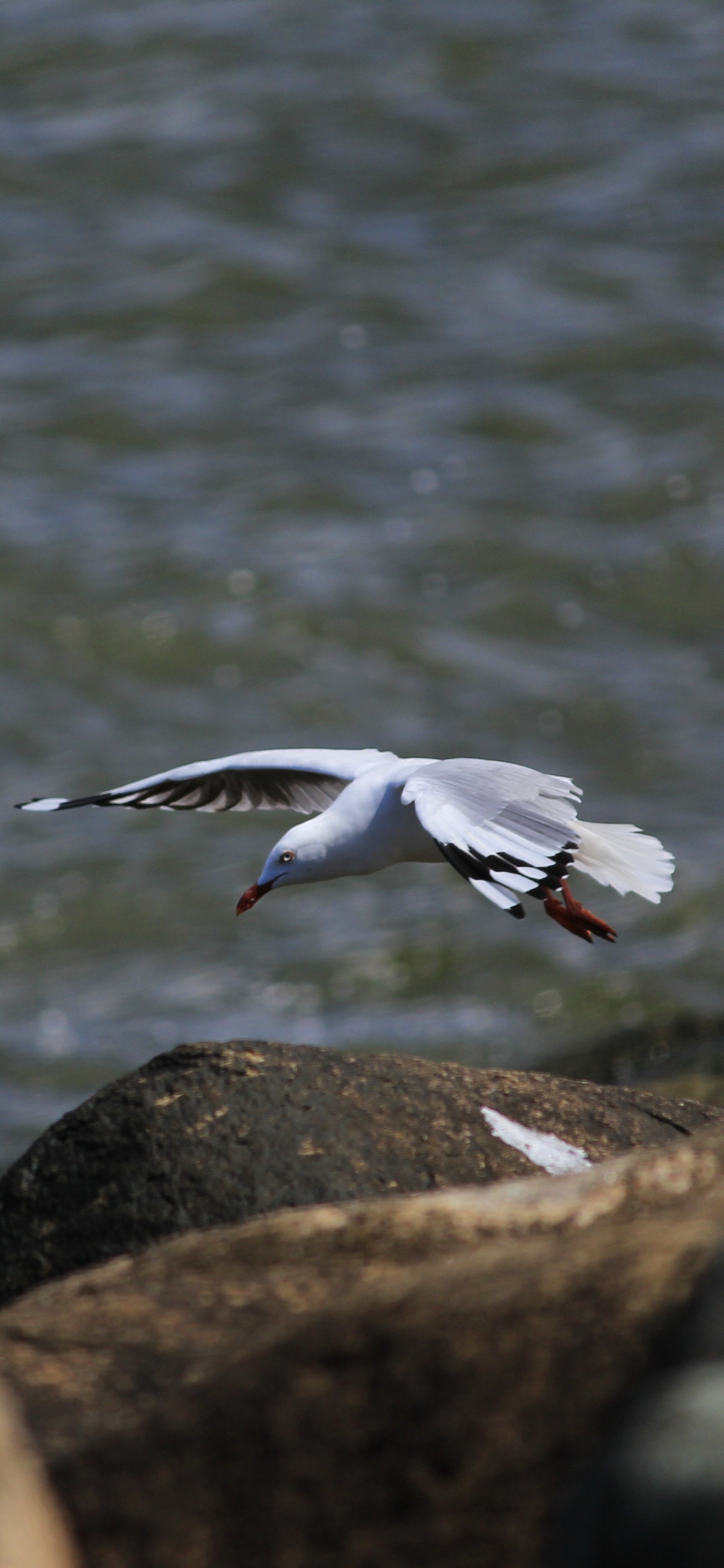 White Bird Flying Over The Water During Daytime. Wallpaper in 1125x2436 Resolution