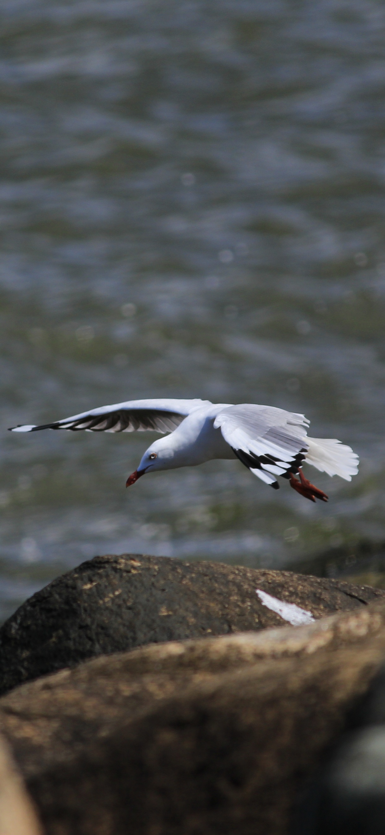 Oiseau Blanc Survolant L'eau Pendant la Journée. Wallpaper in 1242x2688 Resolution
