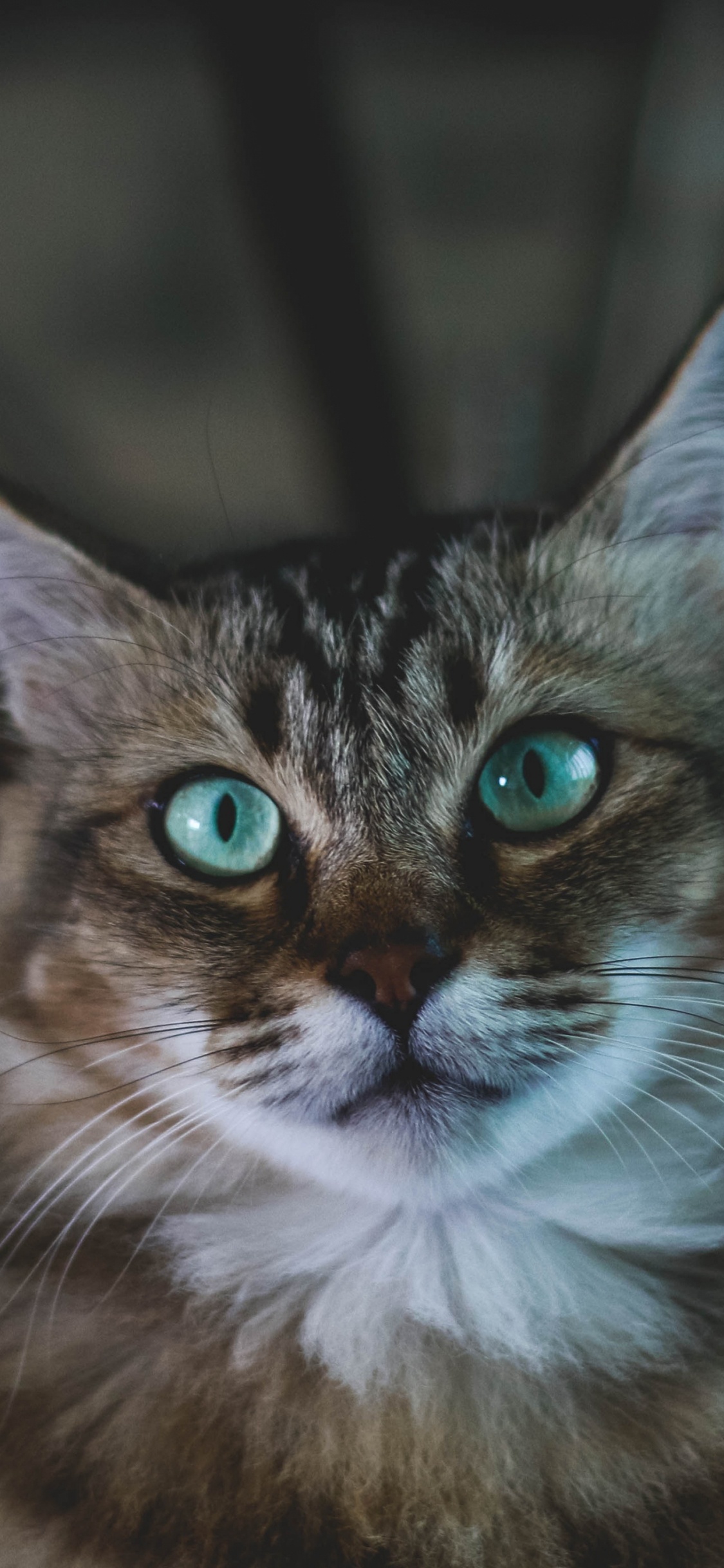 Brown and White Tabby Cat. Wallpaper in 1125x2436 Resolution