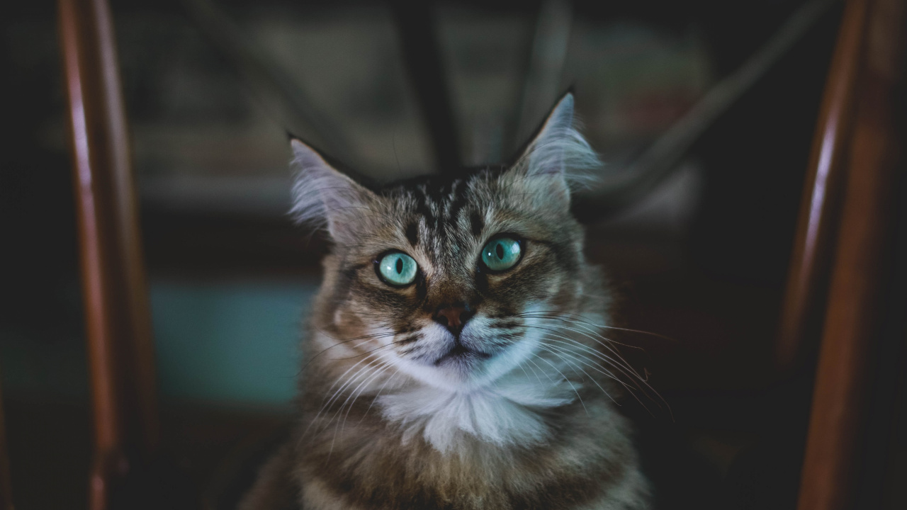 Brown and White Tabby Cat. Wallpaper in 1280x720 Resolution