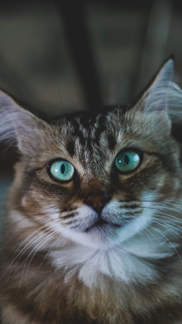 Brown and White Tabby Cat. Wallpaper in 720x1280 Resolution