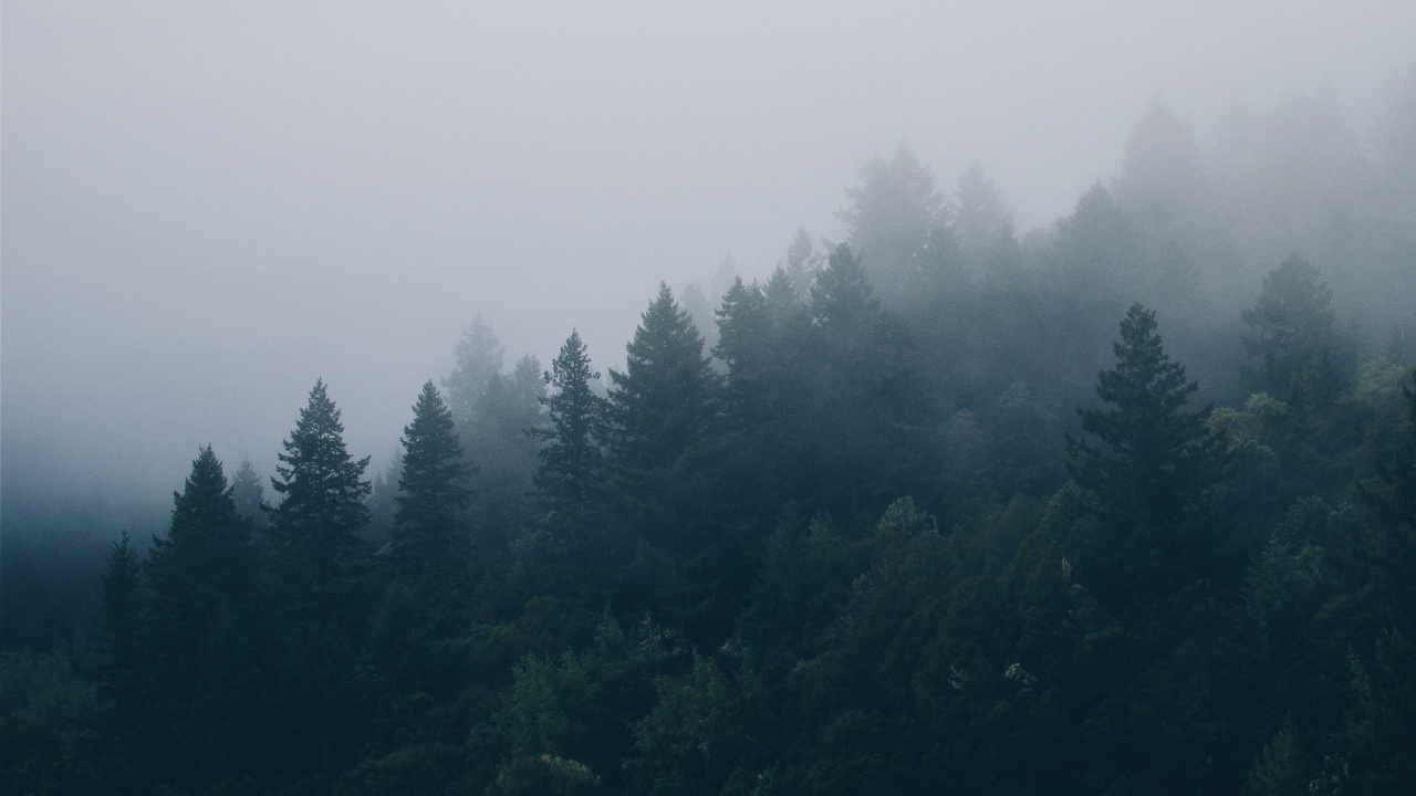 Green Trees Under White Sky During Daytime. Wallpaper in 1280x720 Resolution