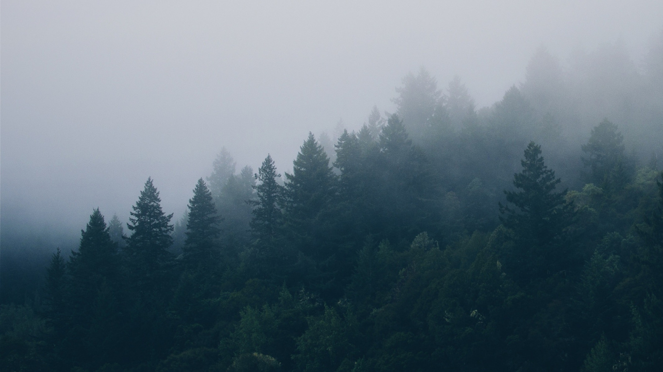 Green Trees Under White Sky During Daytime. Wallpaper in 1366x768 Resolution