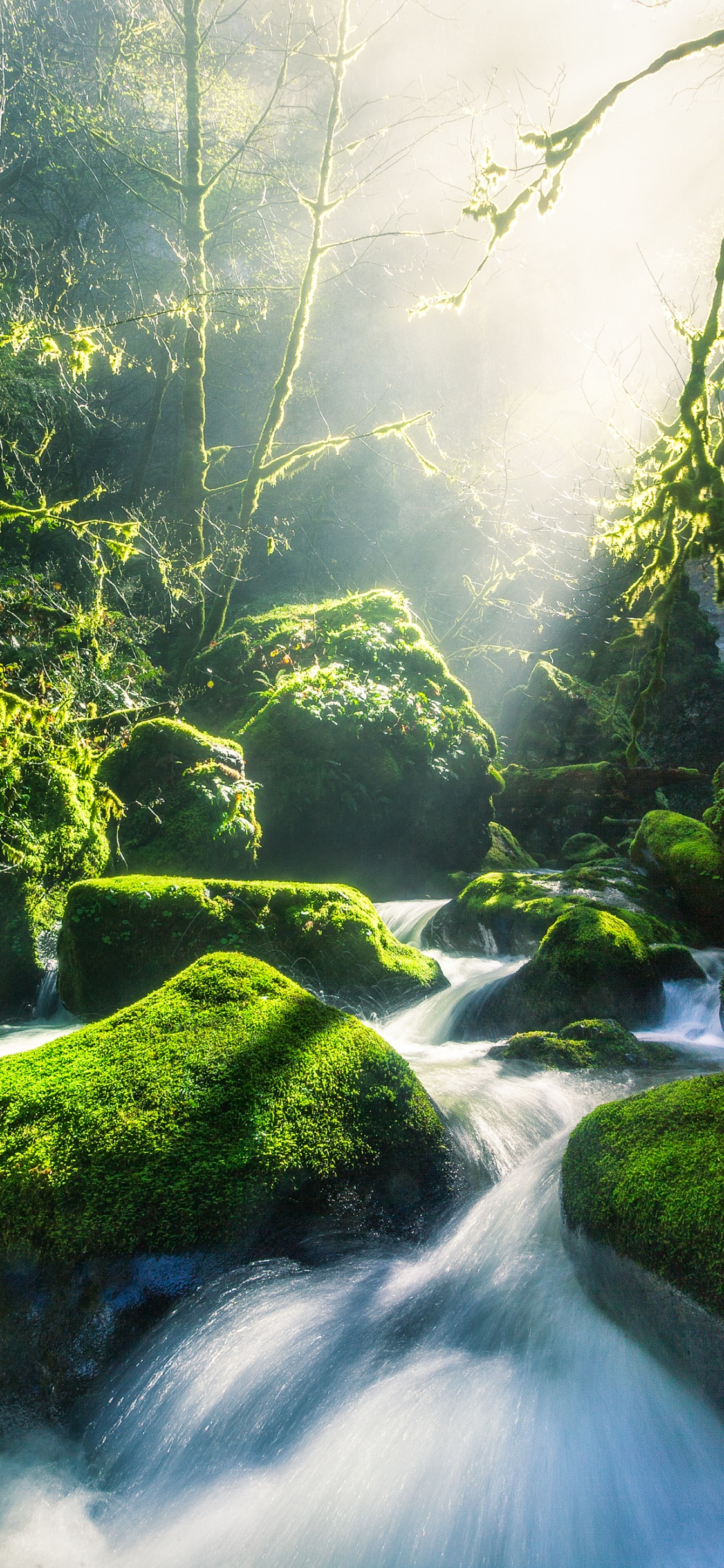 Green, Columbia River, Water, River, Stream. Wallpaper in 1125x2436 Resolution