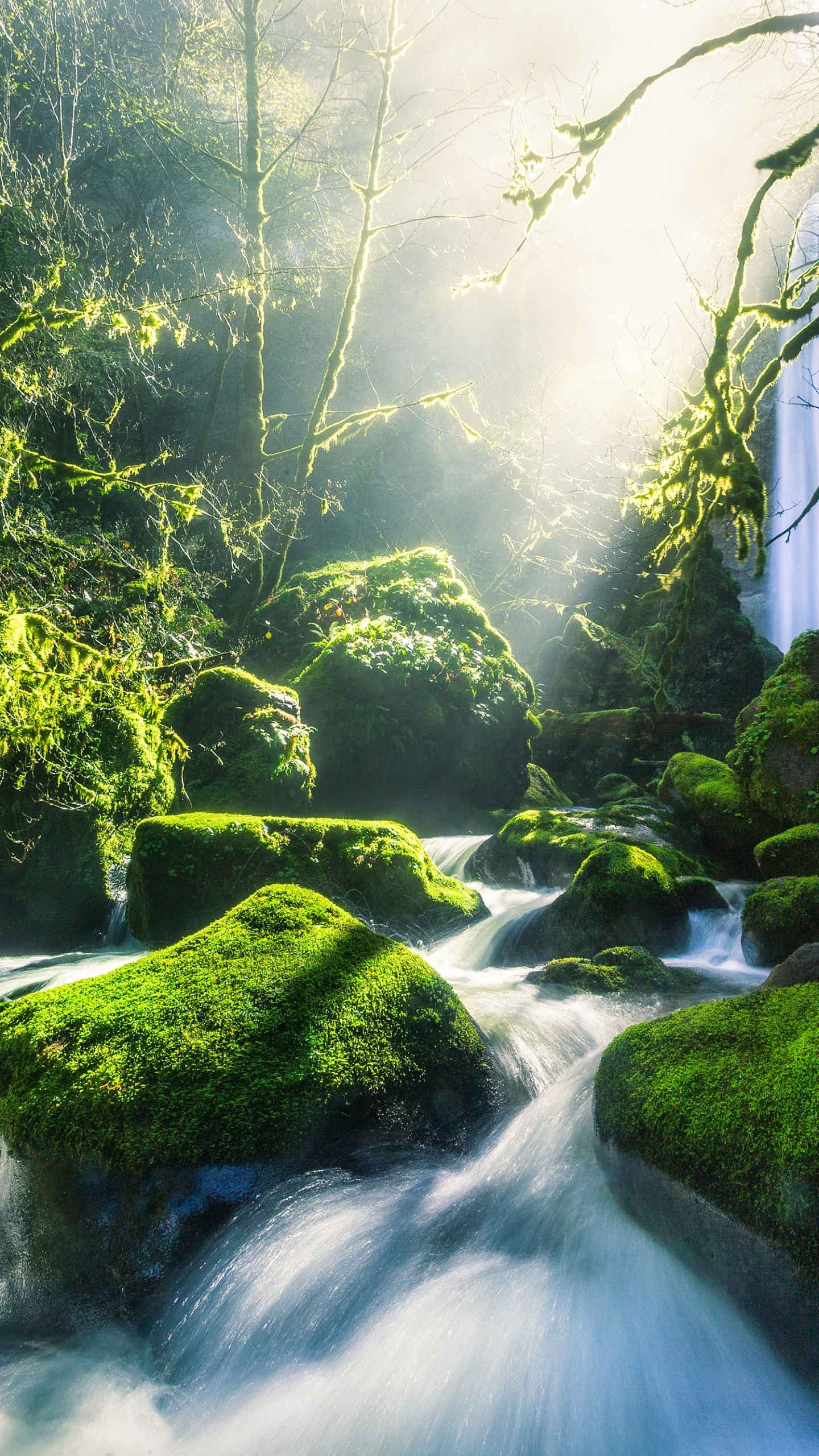 Green, Columbia River, Water, River, Stream. Wallpaper in 1440x2560 Resolution