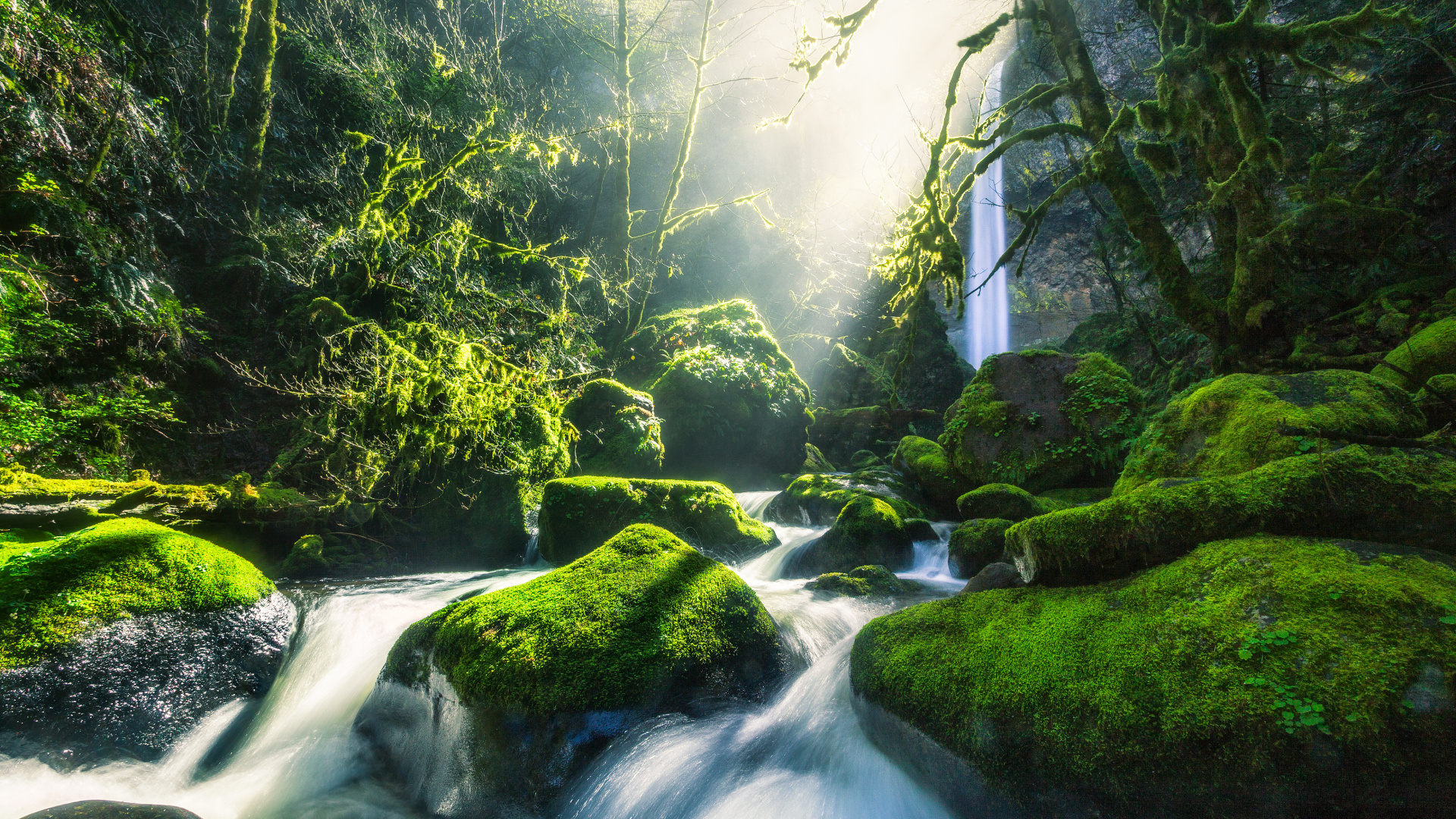Green, Columbia River, Water, River, Stream. Wallpaper in 1920x1080 Resolution
