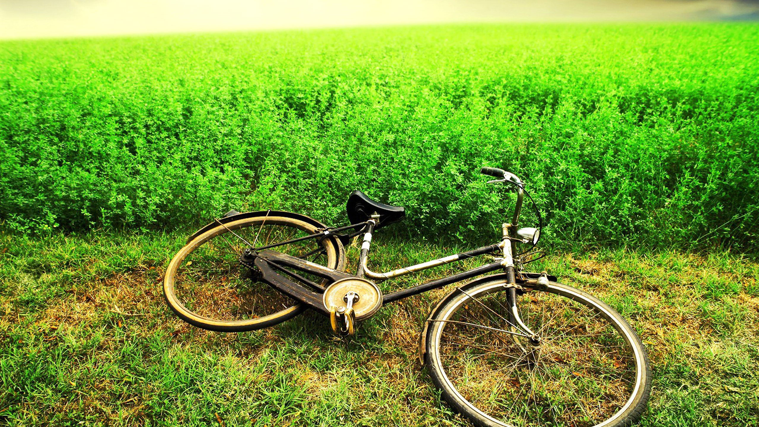 Schwarzes Und Braunes Citybike Auf Grüner Wiese Tagsüber. Wallpaper in 2560x1440 Resolution