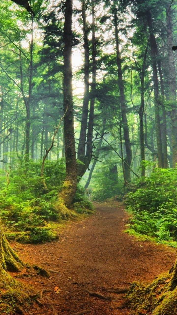 Brown Pathway Between Green Trees During Daytime. Wallpaper in 720x1280 Resolution