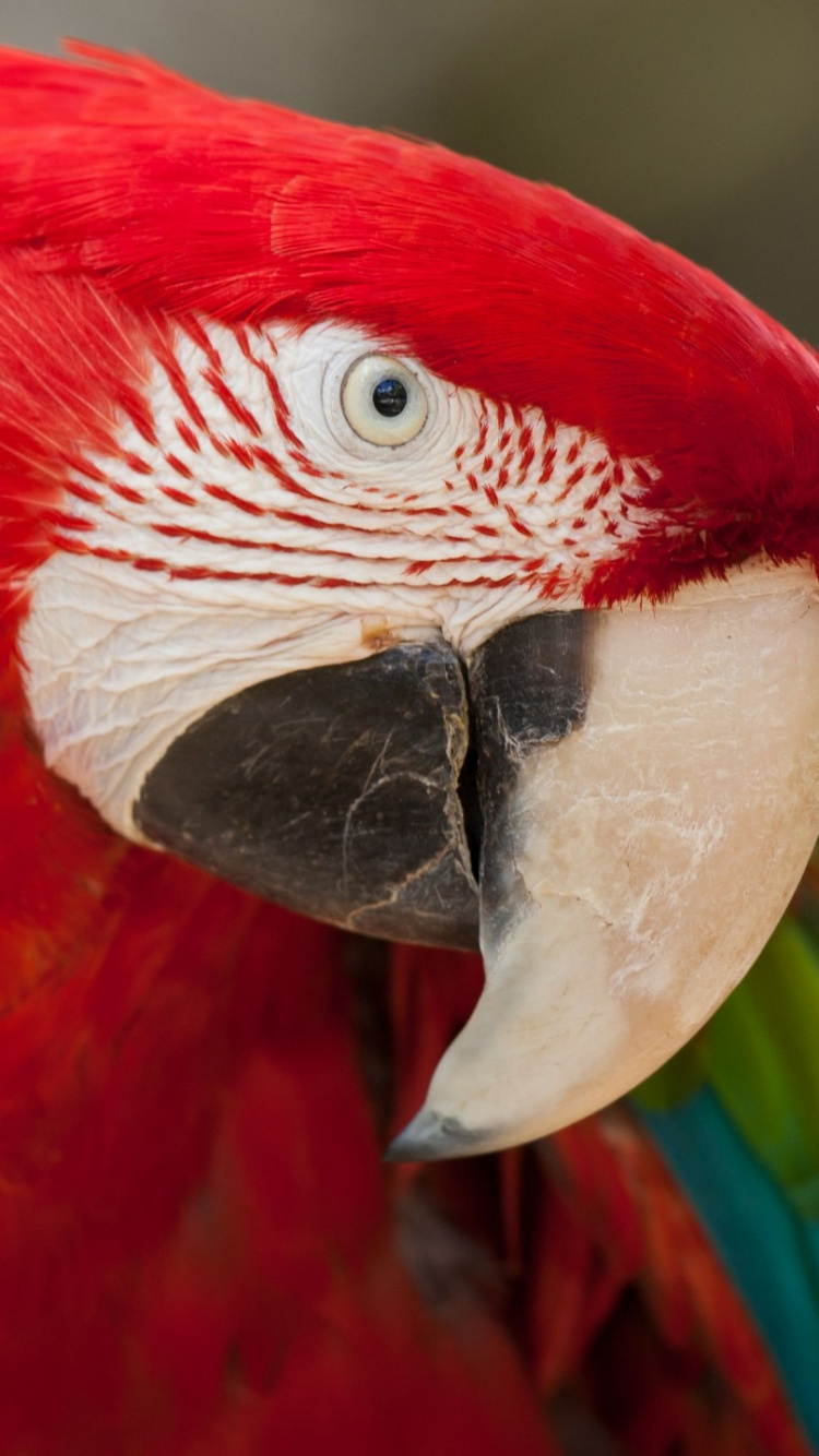 Pájaro Rojo y Blanco en Fotografía de Cerca. Wallpaper in 750x1334 Resolution