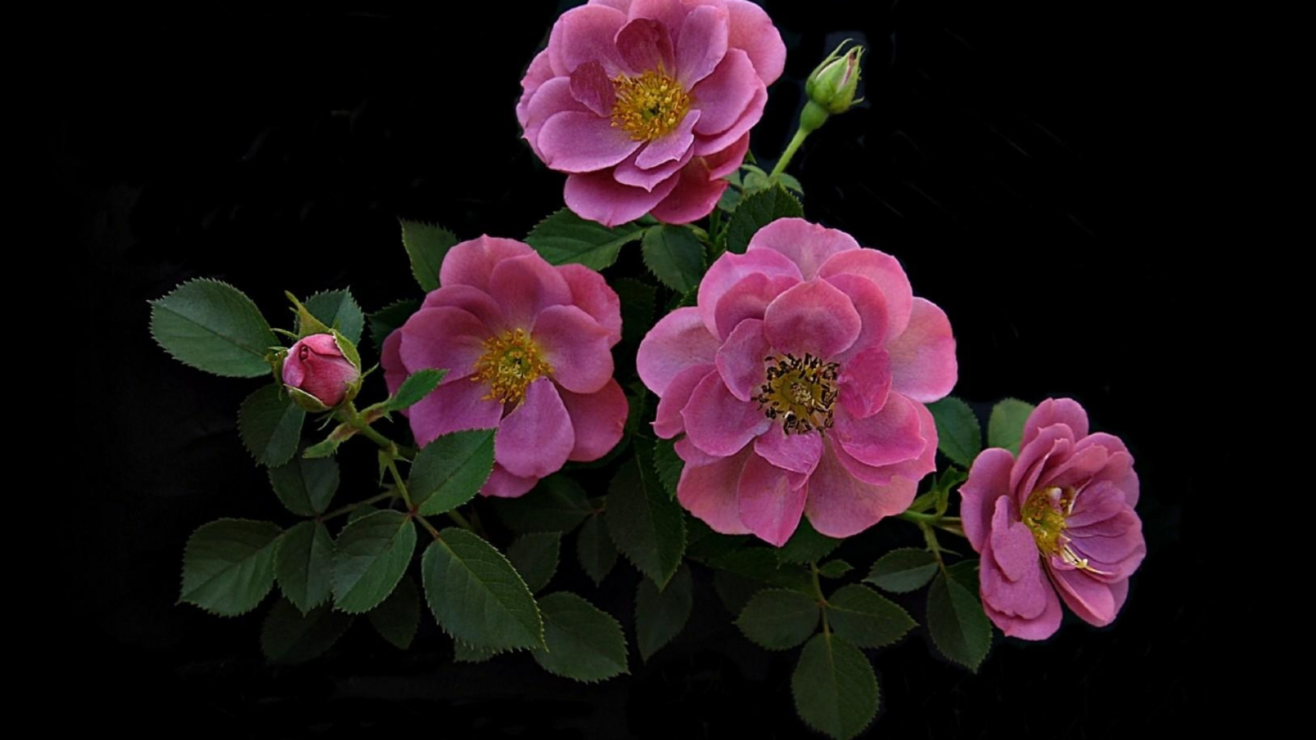 Pink Flowers With Green Leaves. Wallpaper in 1920x1080 Resolution
