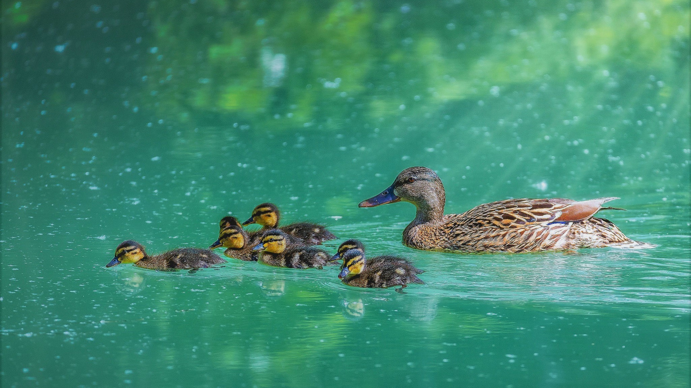 Pato Marrón en el Agua Durante el Día. Wallpaper in 1366x768 Resolution