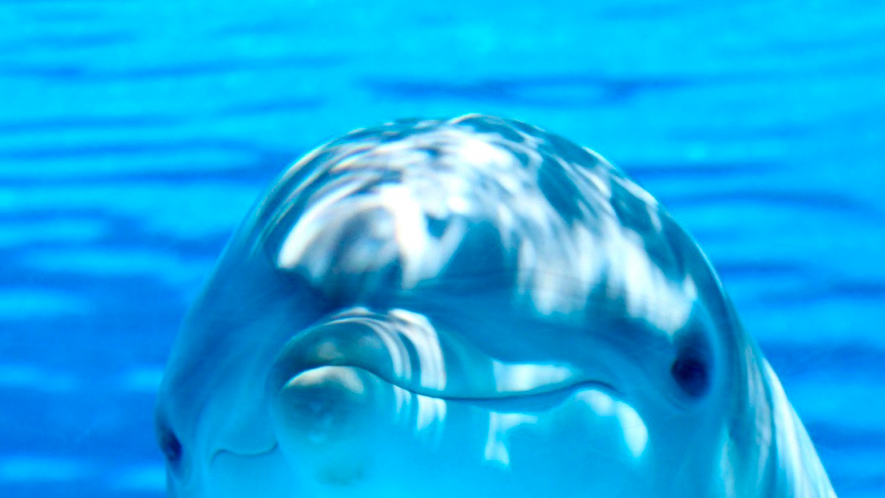 Common Bottlenose Dolphin, Dolphin, Body of Water, Underwater, Liquid. Wallpaper in 1280x720 Resolution