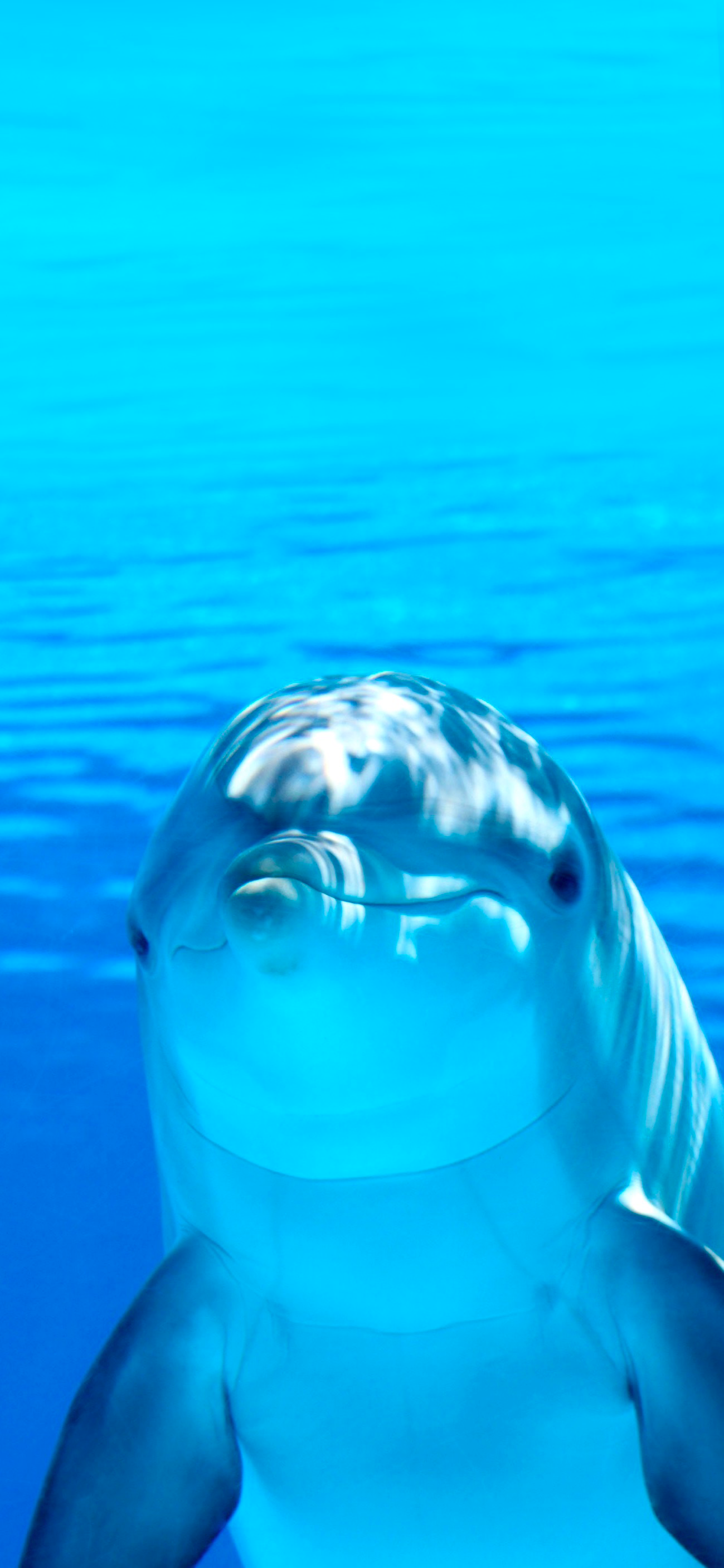Dolphins 3D. Live Wallpaper. for Android - Free App Download