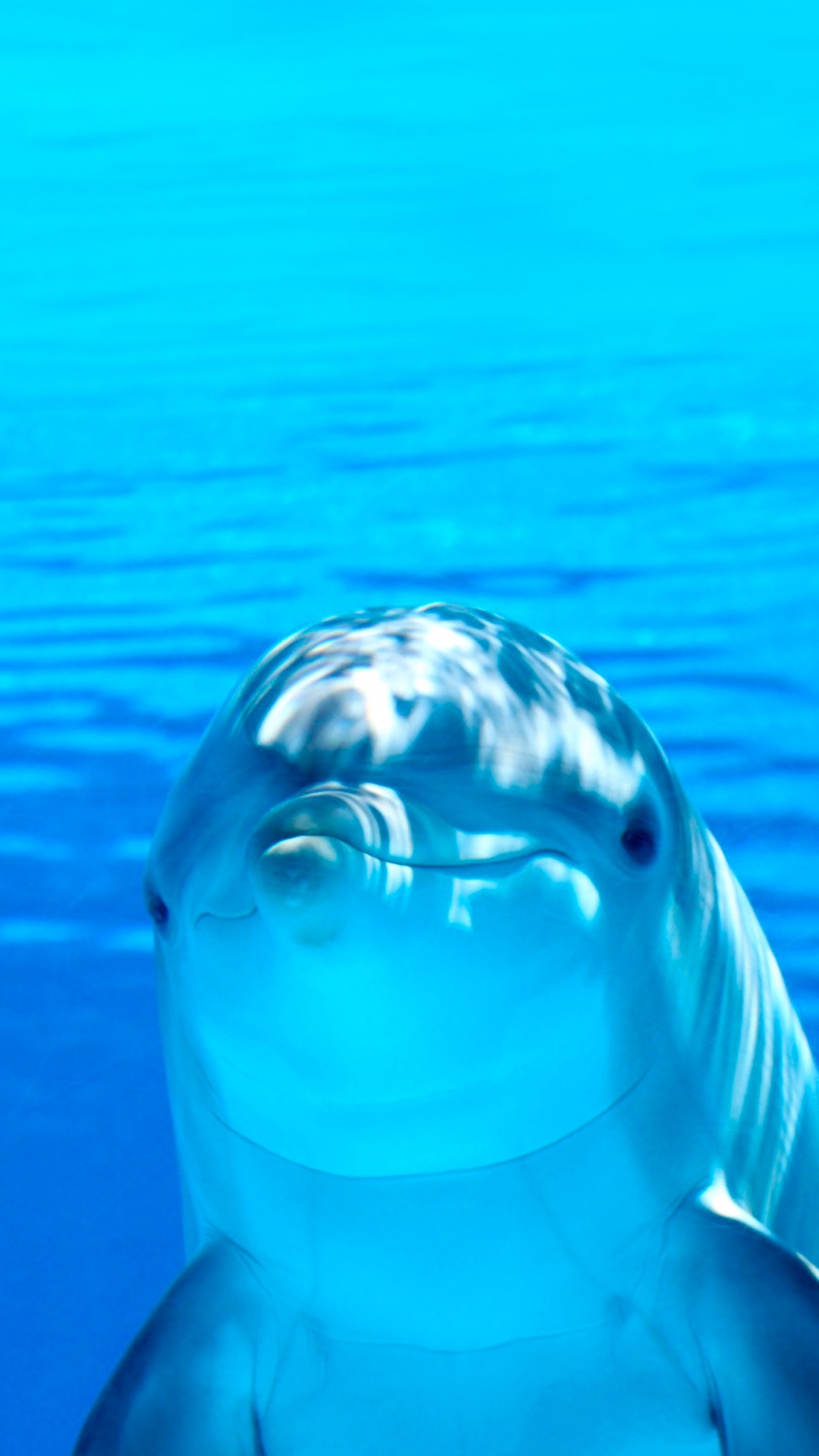 Gemeiner Tümmler, Delphin, Gewässer, Unterwasser, Natur. Wallpaper in 1080x1920 Resolution