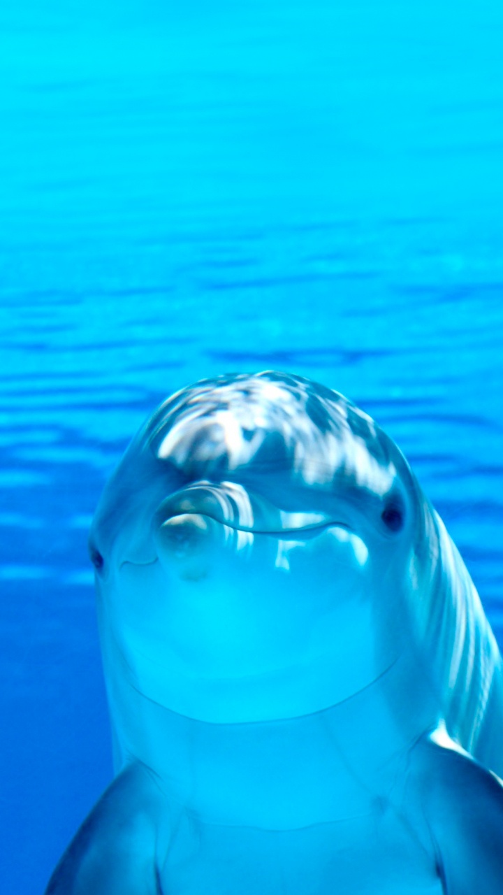Gemeiner Tümmler, Delphin, Gewässer, Unterwasser, Natur. Wallpaper in 720x1280 Resolution