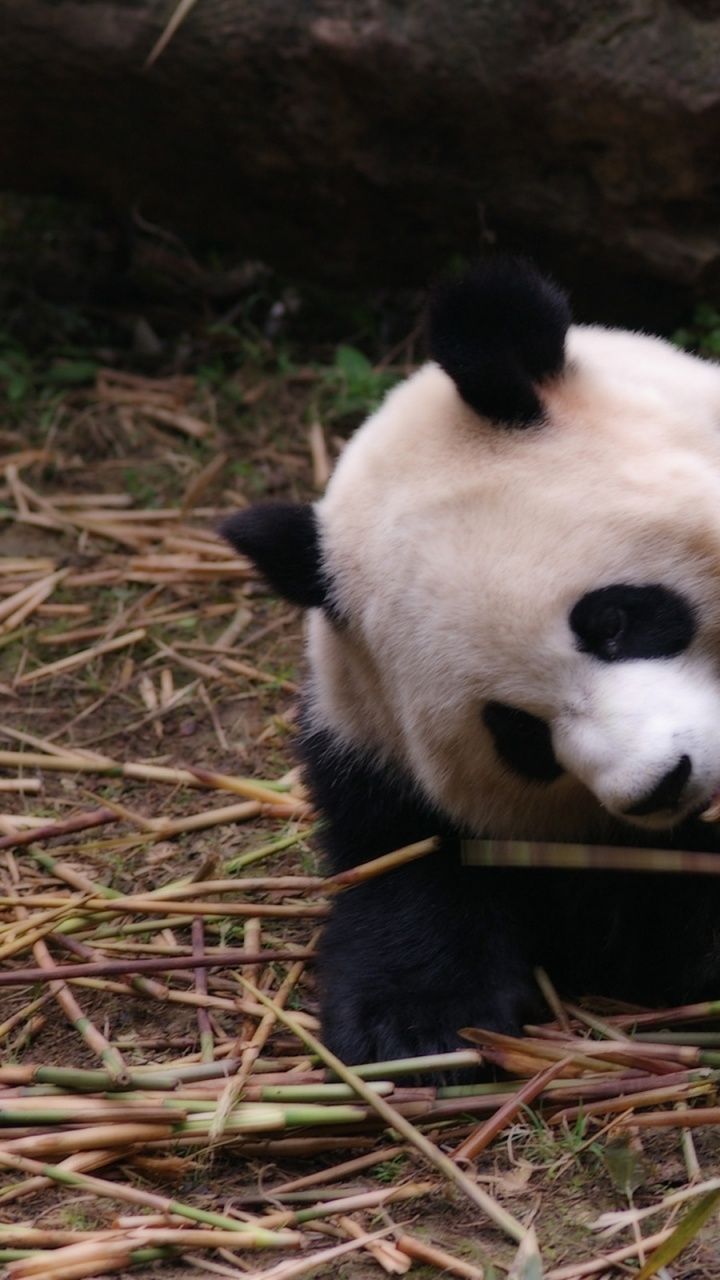 大熊猫, 小熊猫, 陆地动物, 熊, 野生动物 壁纸 720x1280 允许