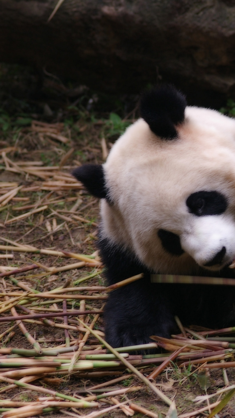 大熊猫, 小熊猫, 陆地动物, 熊, 野生动物 壁纸 750x1334 允许