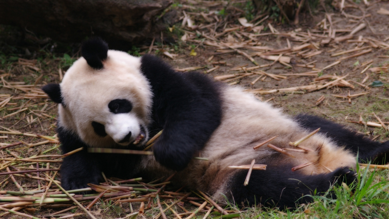 Panda Lying on Brown Grass. Wallpaper in 1366x768 Resolution