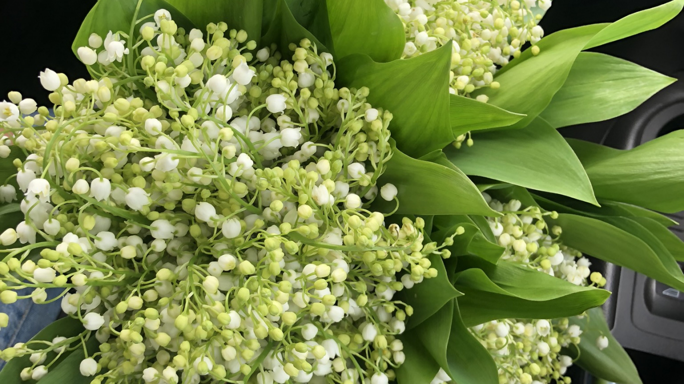 Blumenmuster, Blühende Pflanze, Blumenstrauss, Schnittblumen, Floristik. Wallpaper in 1366x768 Resolution