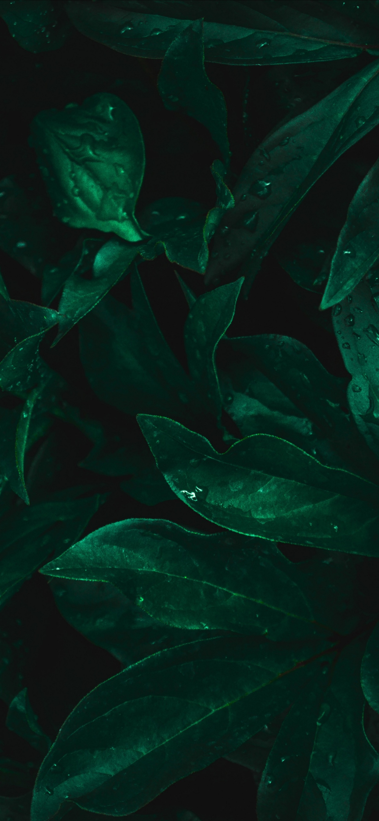 Feuille, Aquarium D'eau Douce, Biologie Marine, Aquarium, Eau. Wallpaper in 1242x2688 Resolution