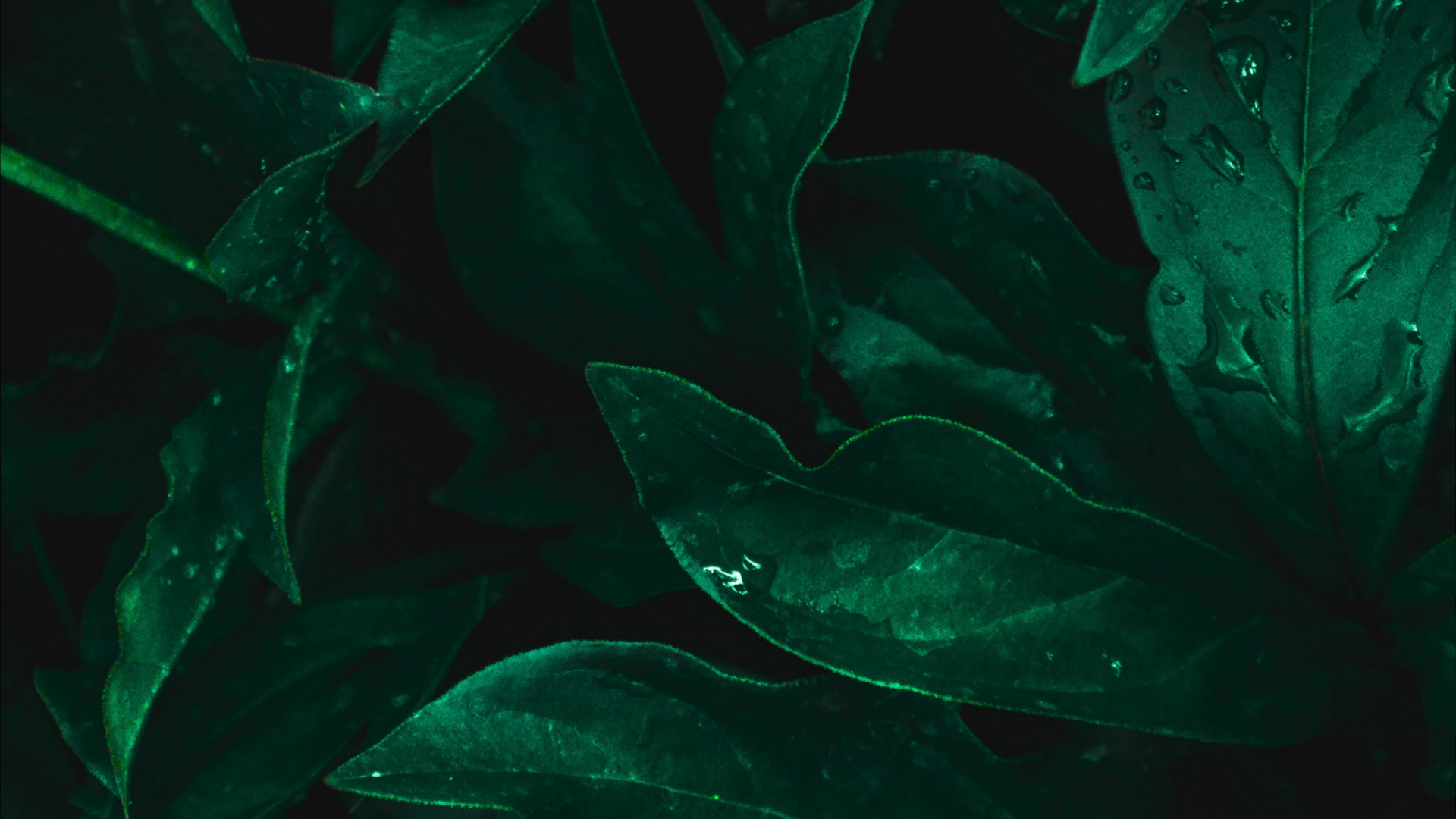 Feuille, Aquarium D'eau Douce, Biologie Marine, Aquarium, Eau. Wallpaper in 1920x1080 Resolution