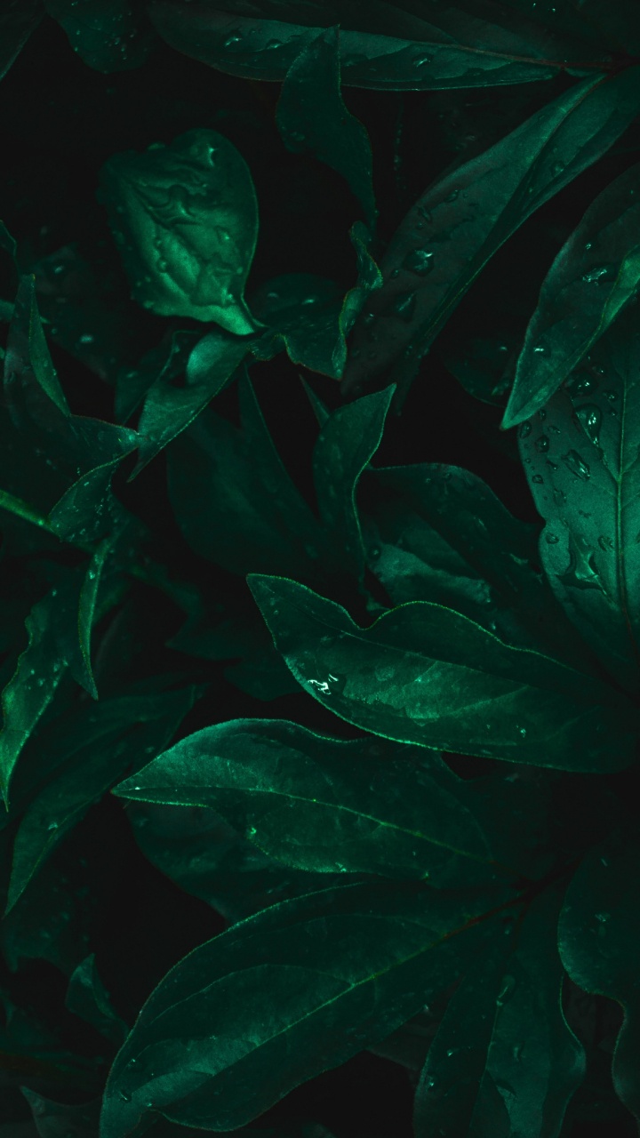 Feuille, Aquarium D'eau Douce, Biologie Marine, Aquarium, Eau. Wallpaper in 720x1280 Resolution