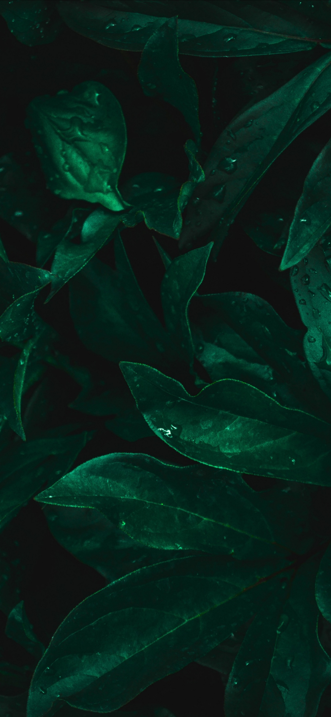 Leaf, Freshwater Aquarium, Marine Biology, Aquarium, Water. Wallpaper in 1125x2436 Resolution