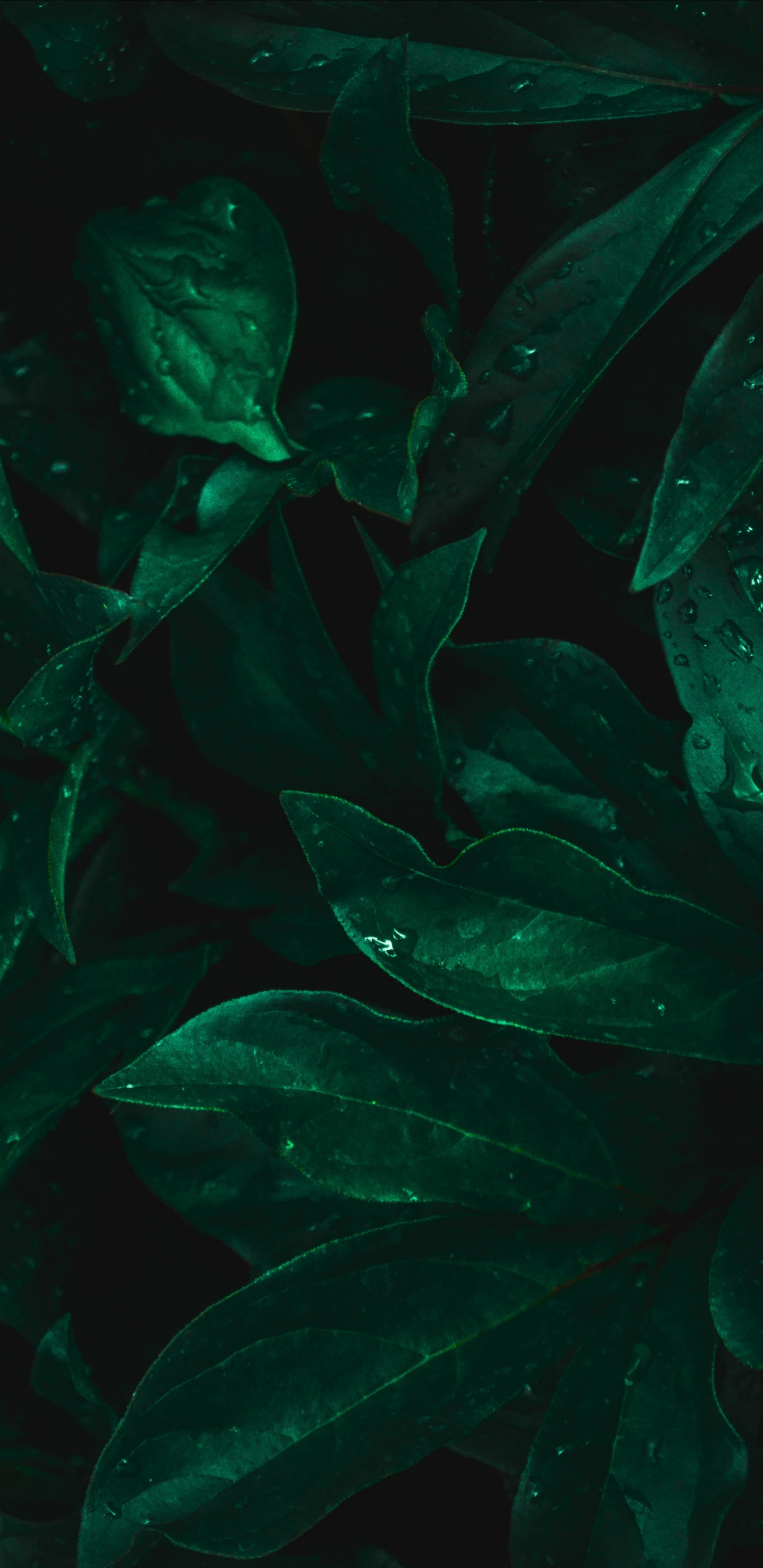 Leaf, Freshwater Aquarium, Marine Biology, Aquarium, Water. Wallpaper in 1440x2960 Resolution